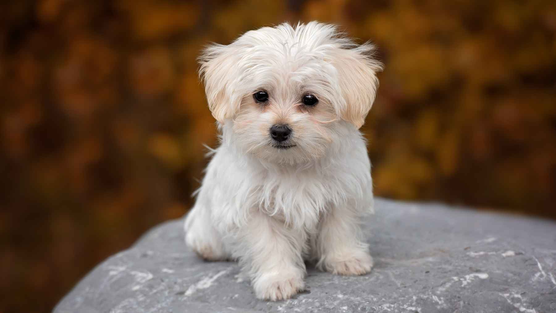Small white dog waking up from anesthesia after dental surgery at a veterinary clinic