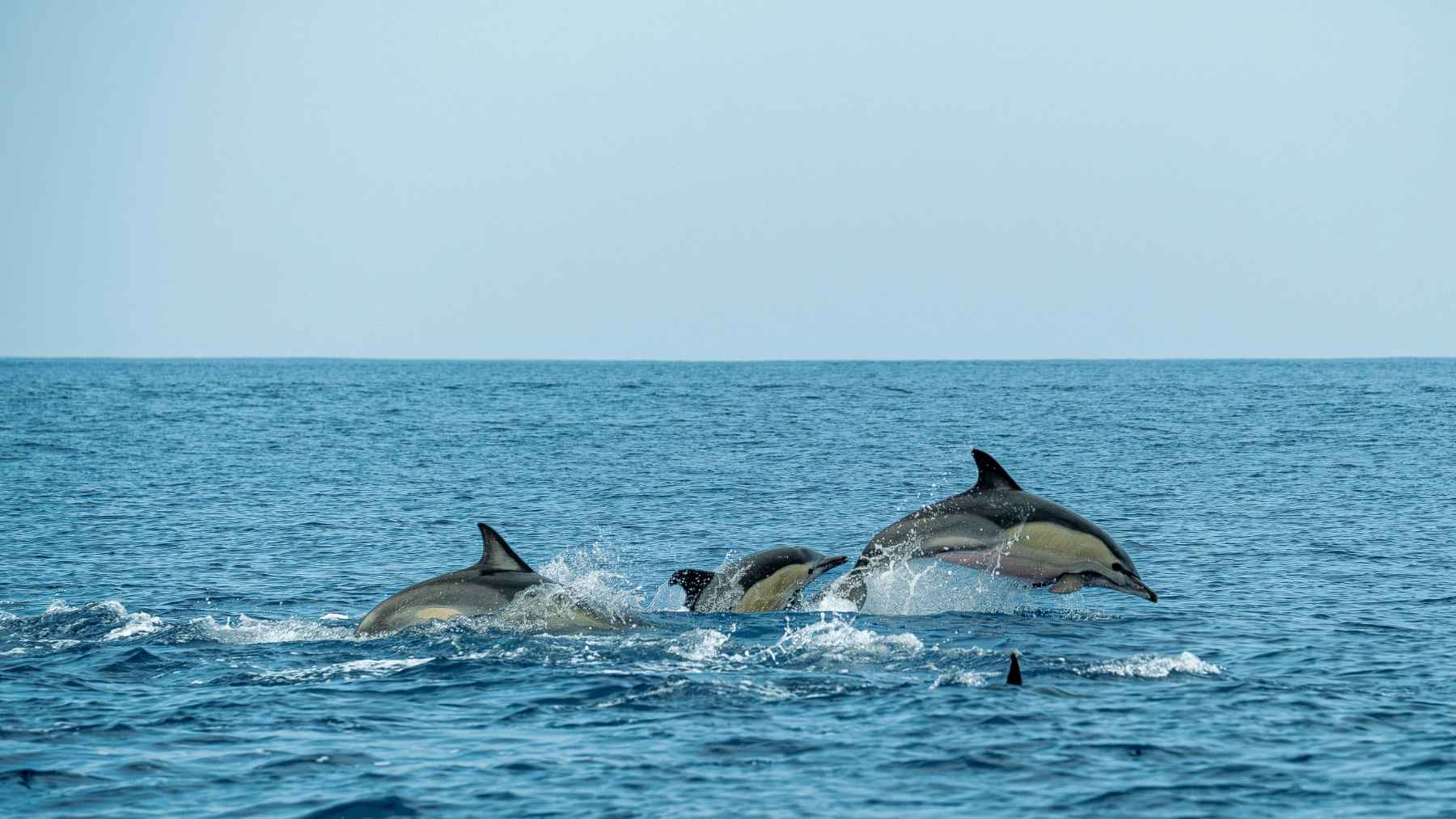 Pod of dolphins swimming at the ocean surface, marine mammals known for sleeping with one half of the brain awake