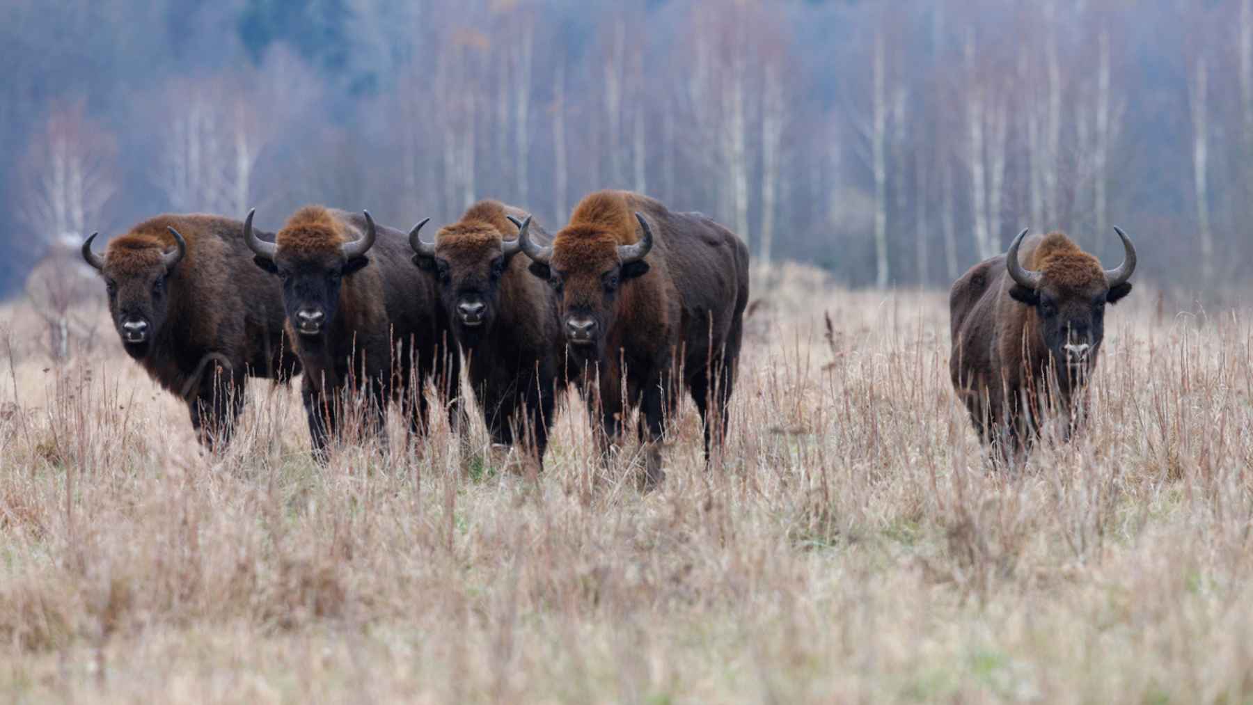 Herd of European bison standing in a grassy field in Romania, illustrating the rewilding project linked to rising plant biomass