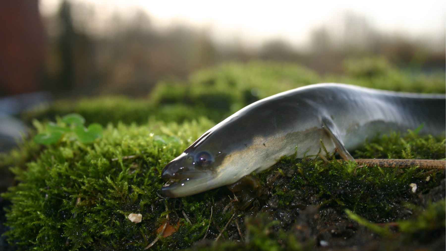 European eel Anguilla anguilla, a migratory fish now listed as critically endangered after decades of population decline.