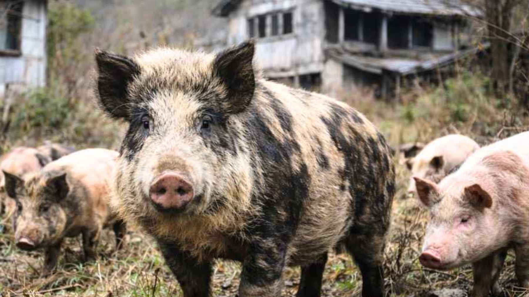 Hybrid pig and wild boar animals in Fukushima’s exclusion zone, where escaped domestic pigs bred with wild boar after the disaster