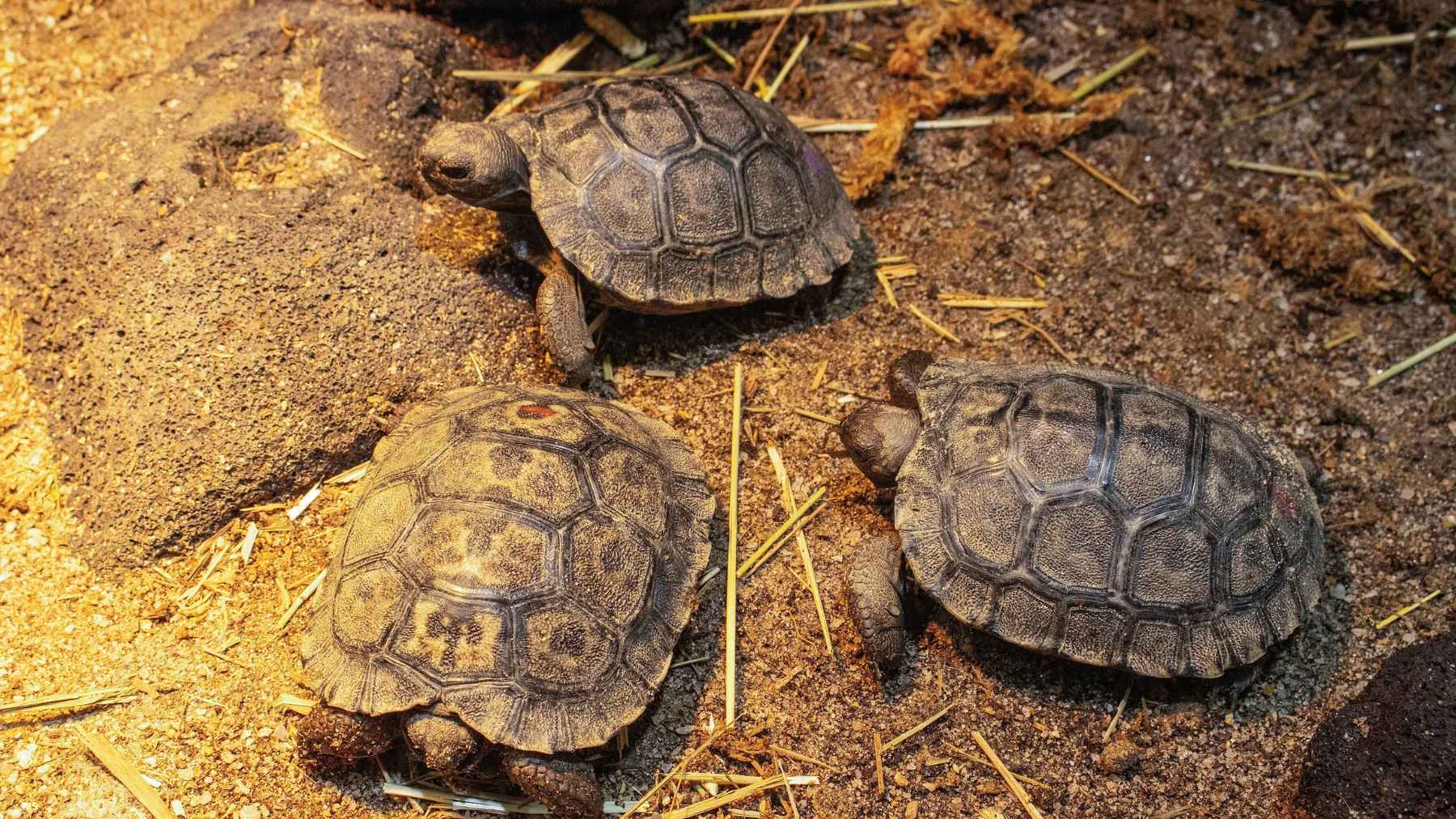 Three young Galapagos tortoise hatchlings resting on sandy ground inside a zoo enclosure