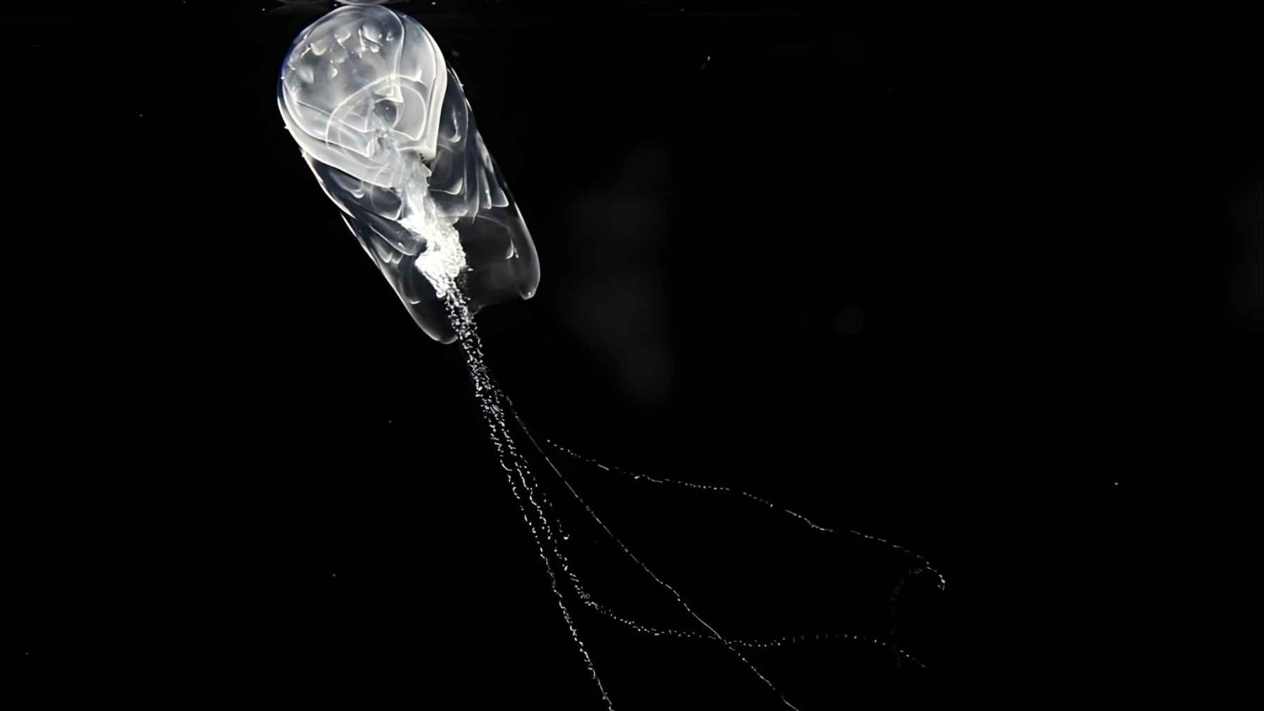Transparent deep-sea siphonophore drifting in dark water, showing the gelatinous colonial animal filmed at extreme depth
