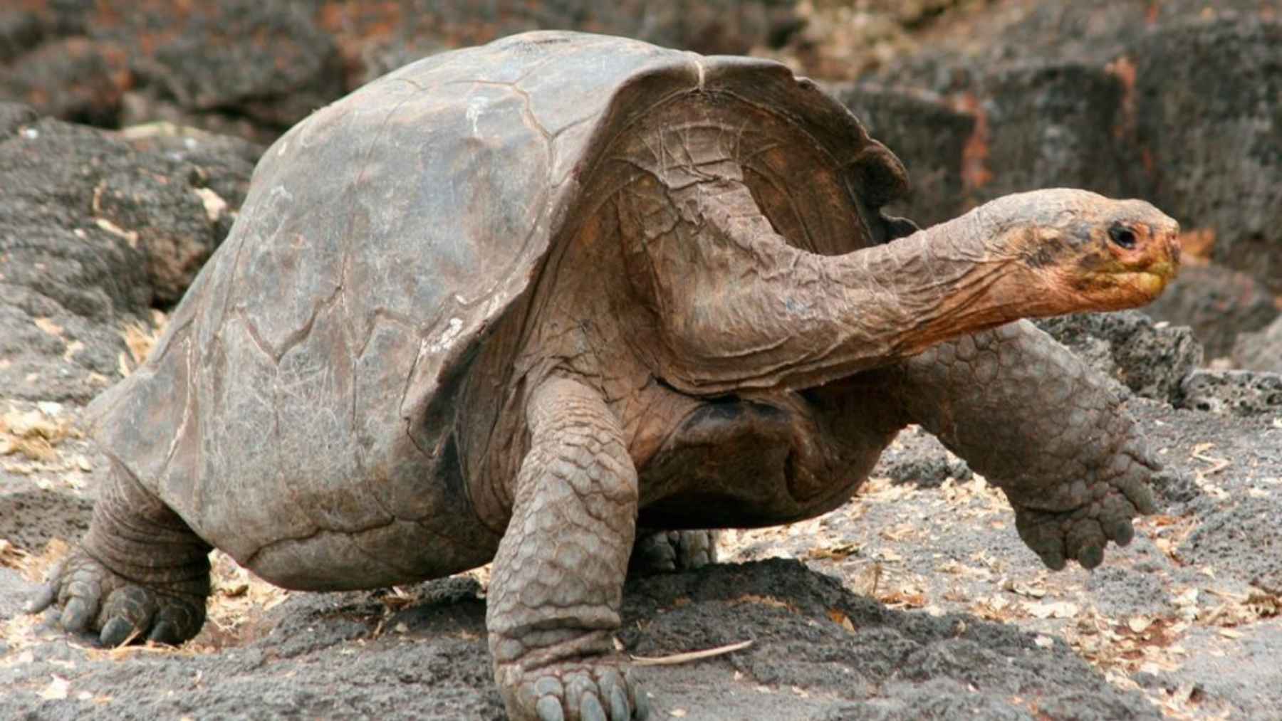 Gramma the Galapagos giant tortoise resting in her enclosure at the San Diego Zoo