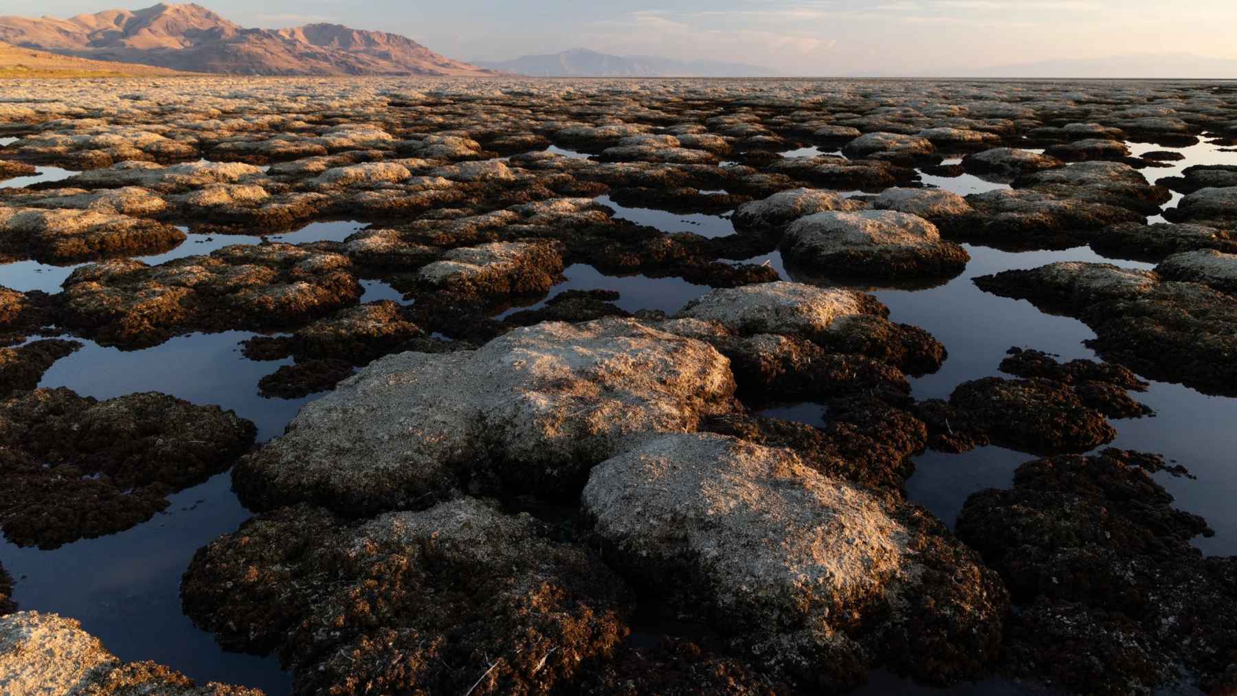 Microbialite-covered shoreline at Utah’s Great Salt Lake, where scientists found a newly described worm species