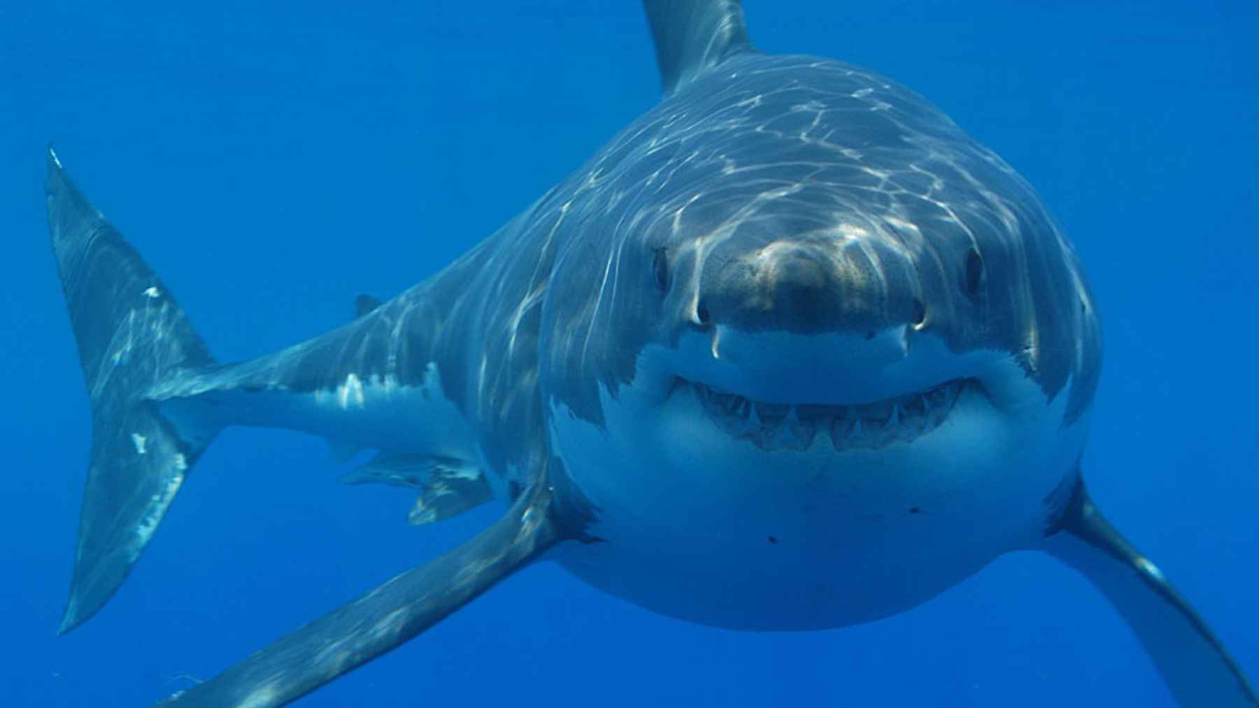 Juvenile great white shark accidentally caught by fishermen in waters near Alicante, Spain in the western Mediterranean.