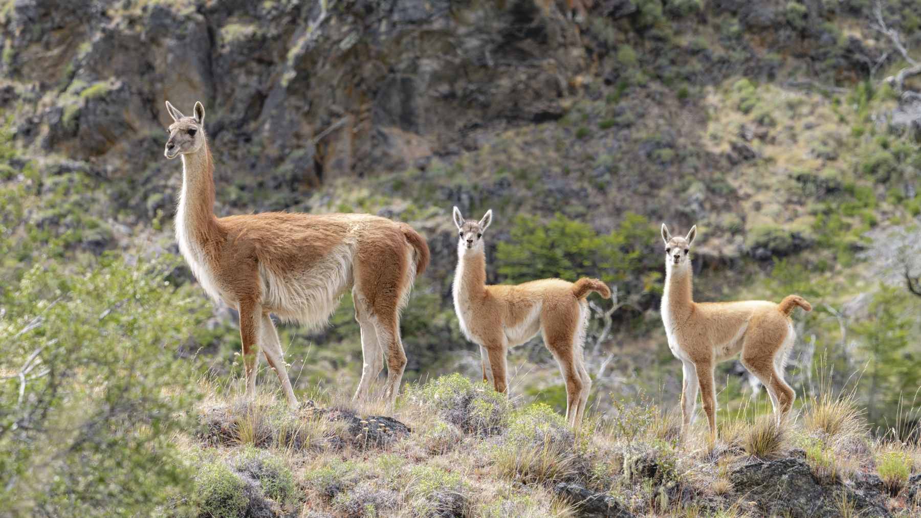 Argentina achieved the unthinkable after 110 years, and the “return” of this mammal to the Chaco is already changing the ecosystem from day one 1 A group of guanacos being released into the savanna-like habitat of El Impenetrable National Park in northern Argentina after a 110-year absence.