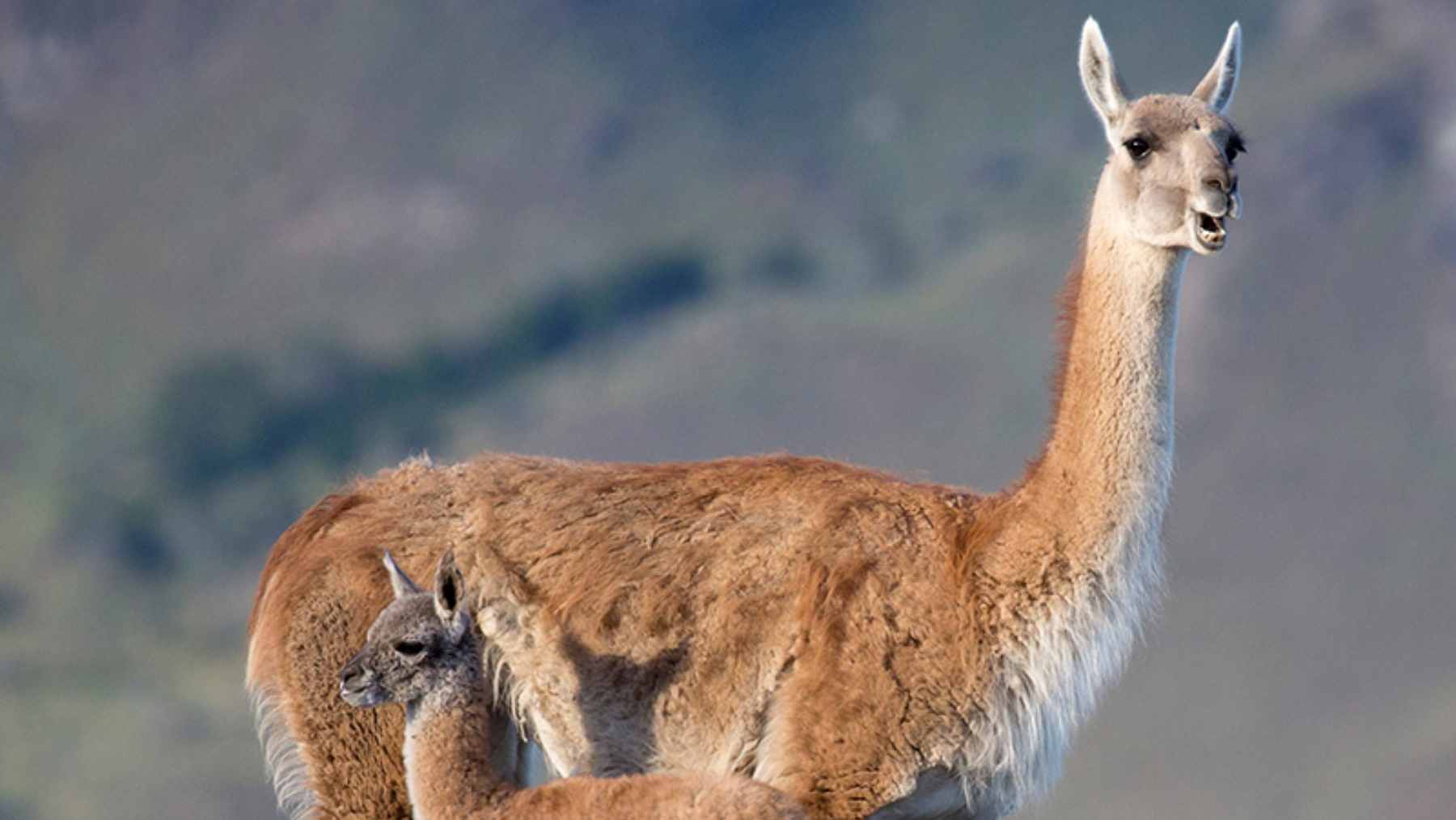 A group of guanacos being released into the savanna-like habitat of El Impenetrable National Park in northern Argentina after a 110-year absence.