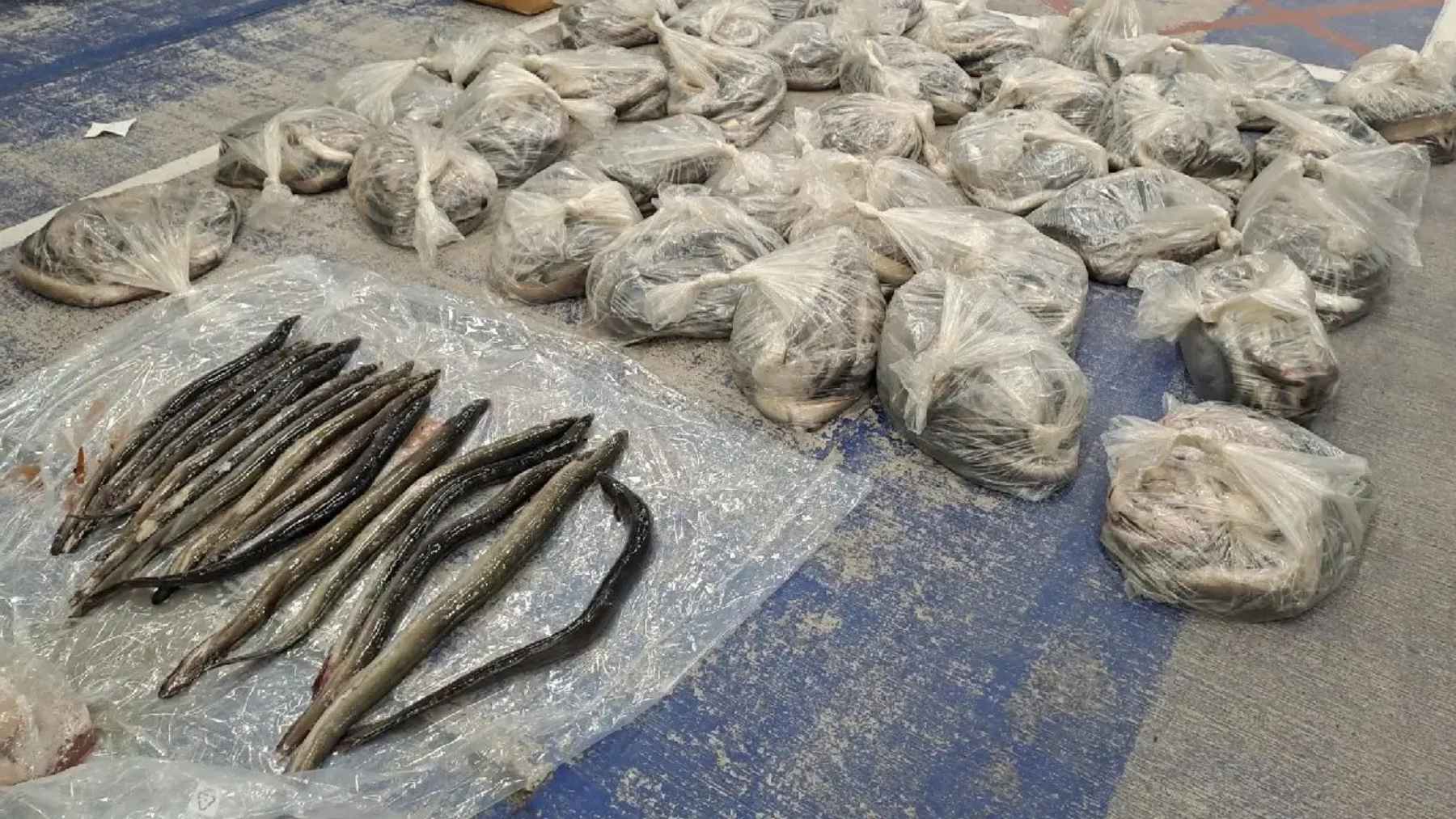 Seized European eels packed in plastic bags during an inspection related to illegal eel fishing and wildlife trafficking.