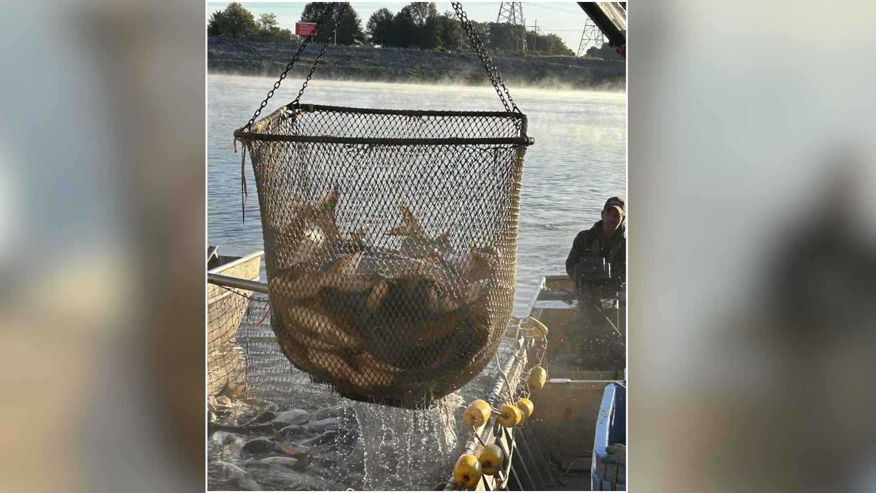 Large net lifting invasive Asian carp from the Kansas River during a fish removal operation aimed at reducing the spread of the species