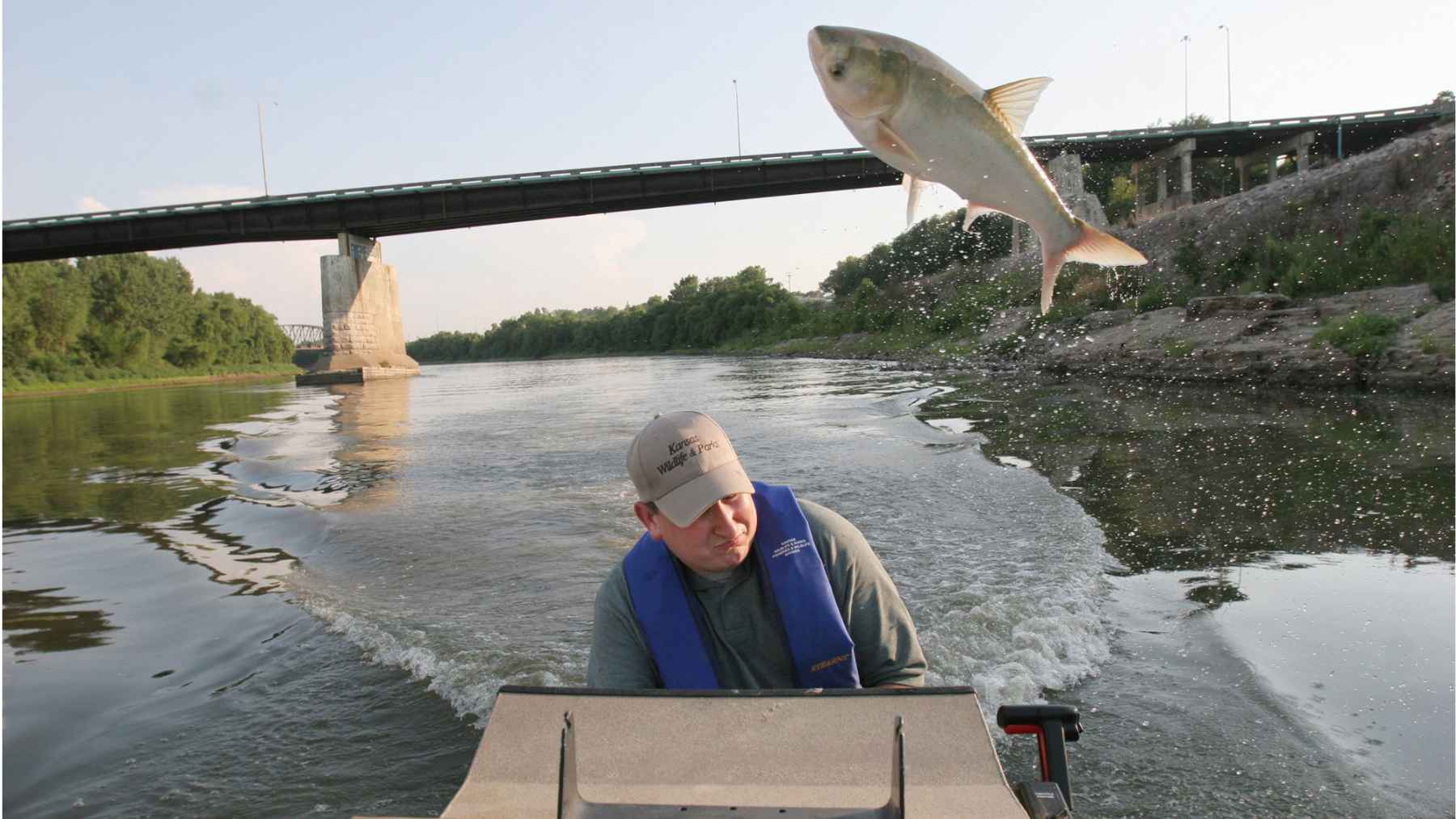 Asian carp leaping out of the Kansas River near a boat, illustrating the invasive fish problem that has forced large-scale removals