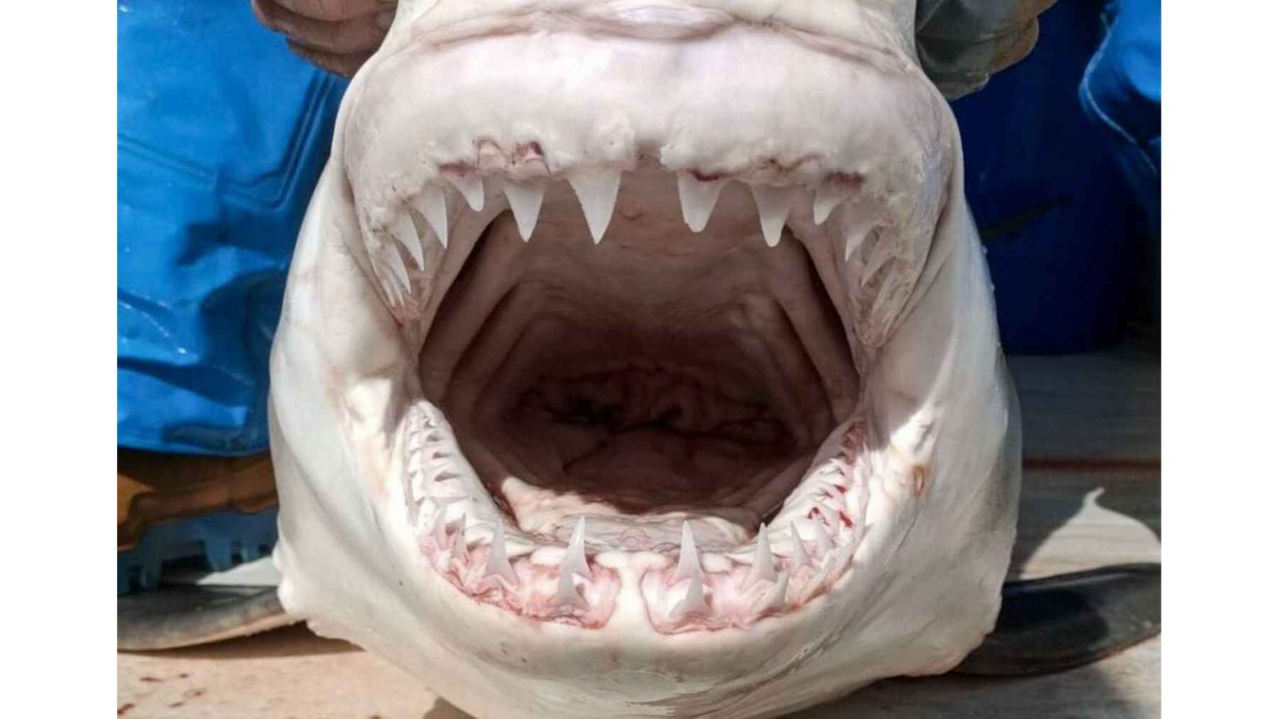 A great white shark has been caught in waters near the Spanish coast: this is the third verified sighting in less than 11 years and reopens the debate about their presence in the Mediterranean 1 Close up of a juvenile great white shark’s open mouth showing rows of sharp teeth after being caught by fishermen near Alicante, Spain.