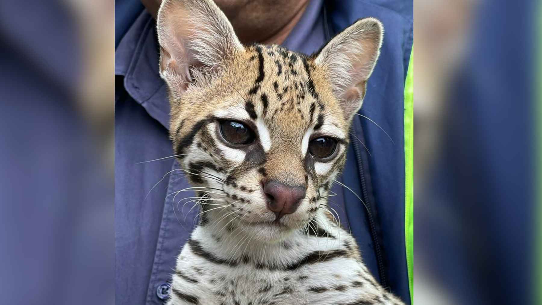 Close-up of rescued Leopardus pardalis ocelot being held after roadside rescue in Fusagasugá Colombia