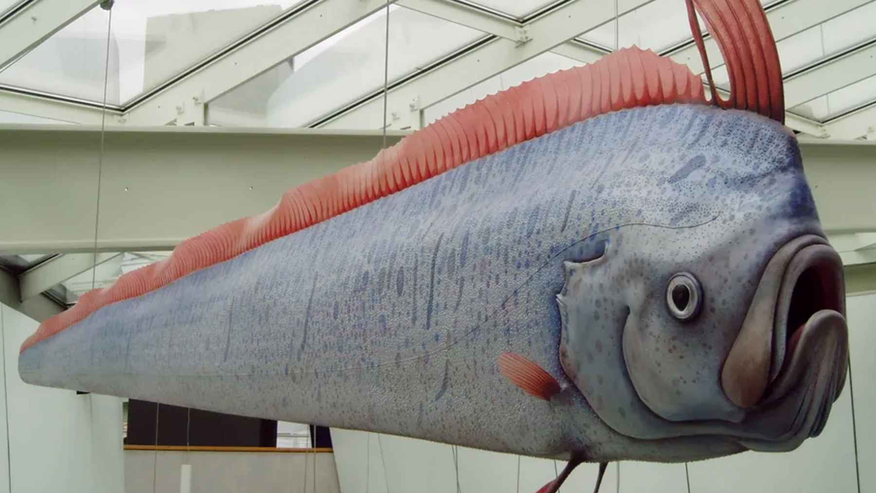 They call it “the king of herring,” and almost no one has ever seen it alive: a giant from the depths appears on the shore, leaving behind an uncomfortable question: what brought it out of the abyss? 1 Rare oarfish swimming near the shoreline in shallow water, a deep sea fish rarely seen alive
