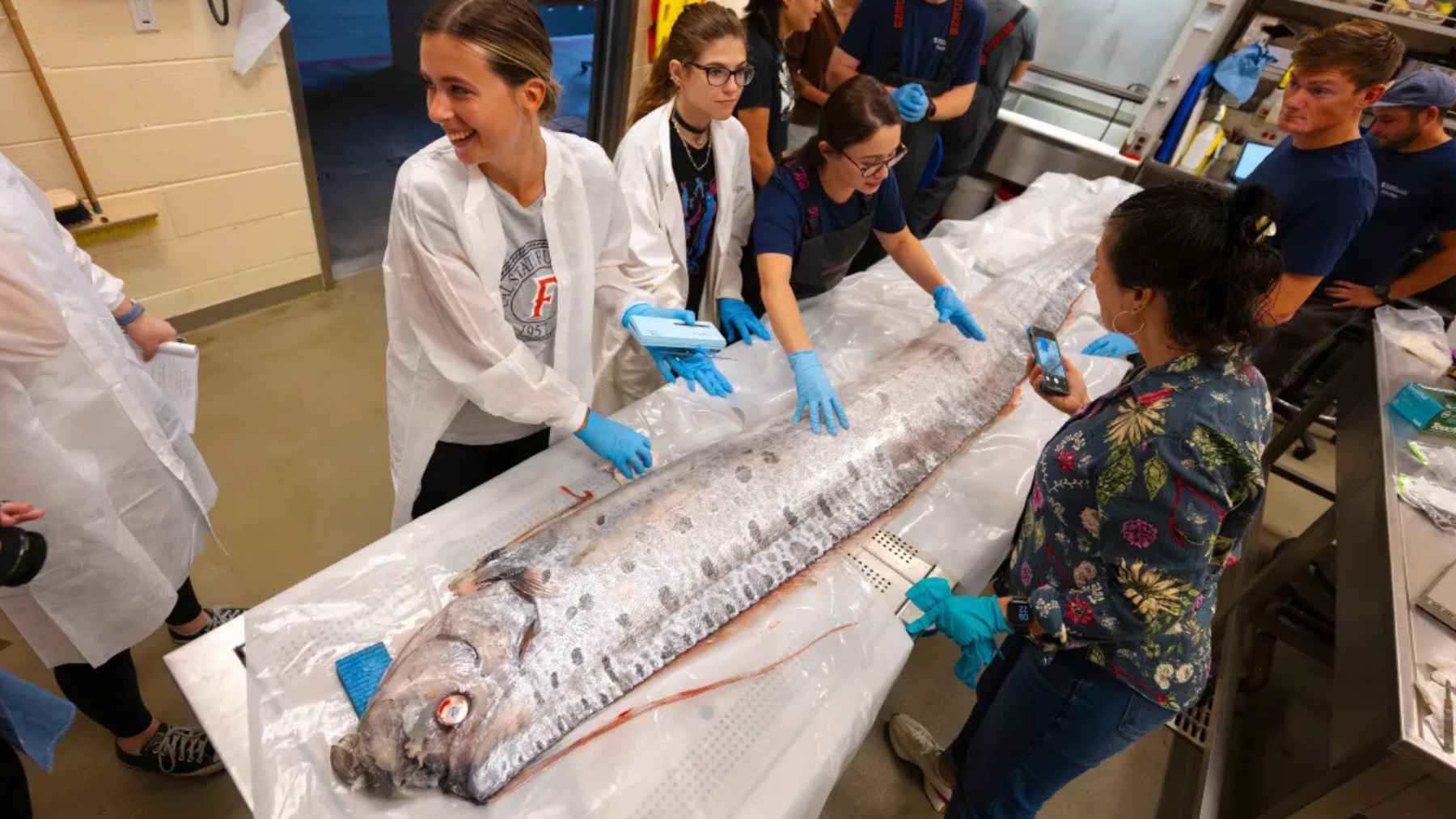 Scientists examine a rare oarfish specimen on a lab table after it was found near shore, highlighting deep-sea research
