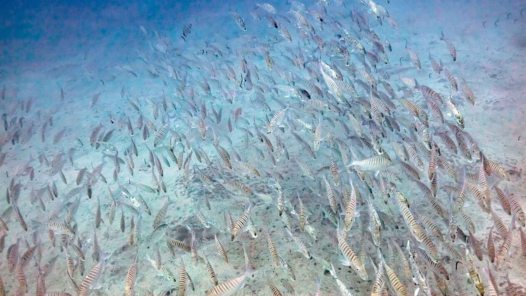 Sign outside the U.S. Food and Drug Administration headquarters building in the United States