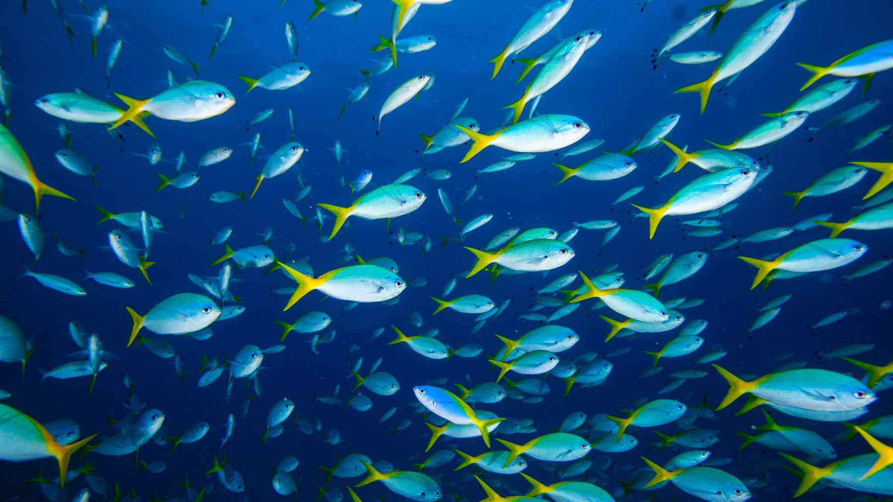School of blue fish with yellow tails swimming in open ocean, illustrating the marine life now threatened by long-term ocean warming