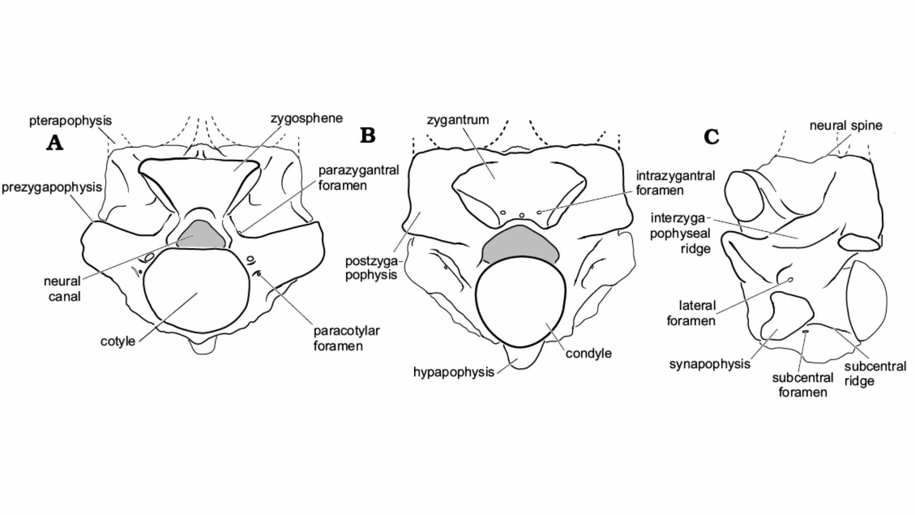 Fossilized vertebrae of Palaeophis colossaeus, a giant extinct marine snake, shown alongside a modern sea snake bone for scale comparison.