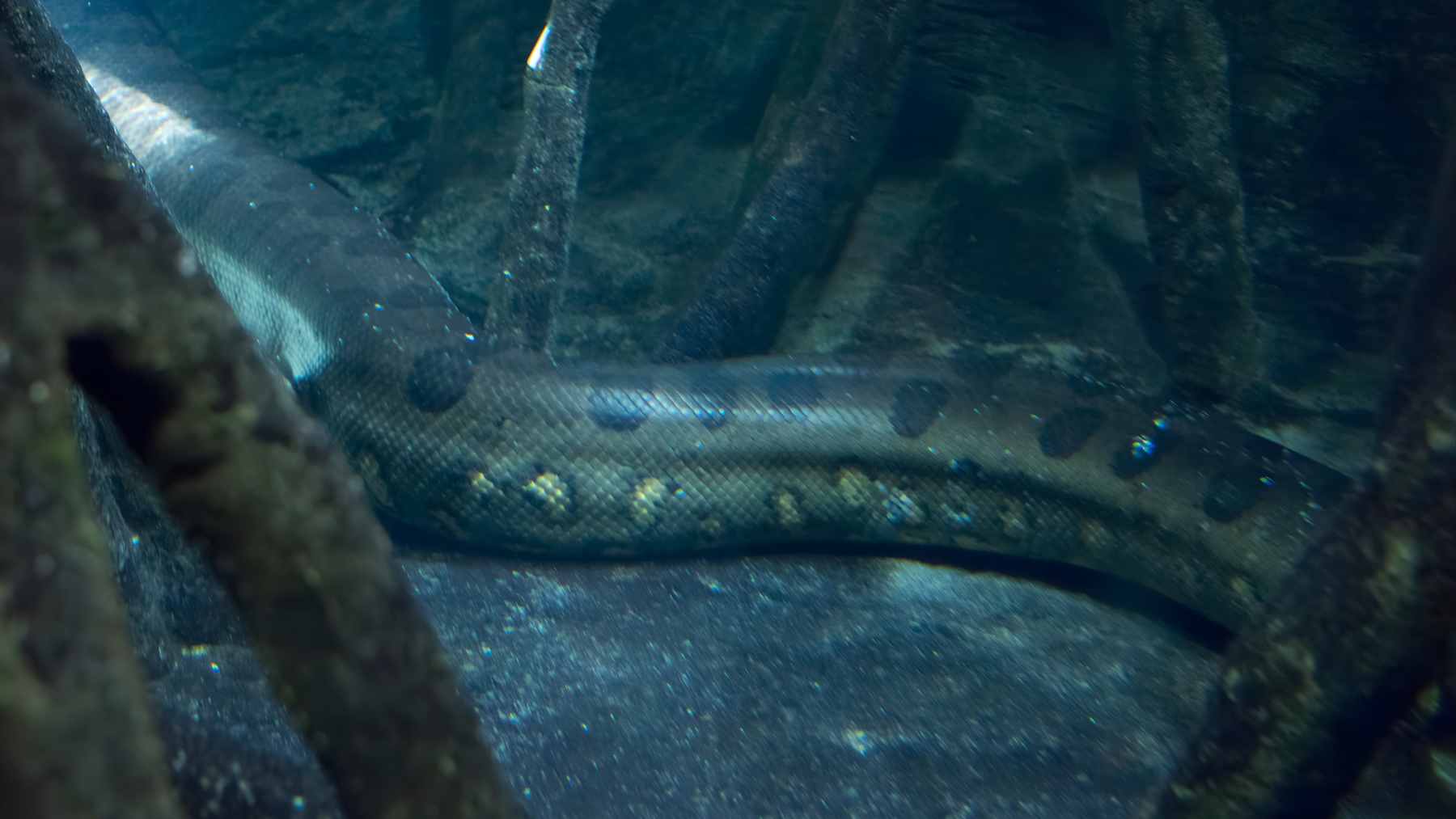 Fossilized vertebrae of Palaeophis colossaeus, a giant extinct marine snake, shown alongside a modern sea snake bone for scale comparison.