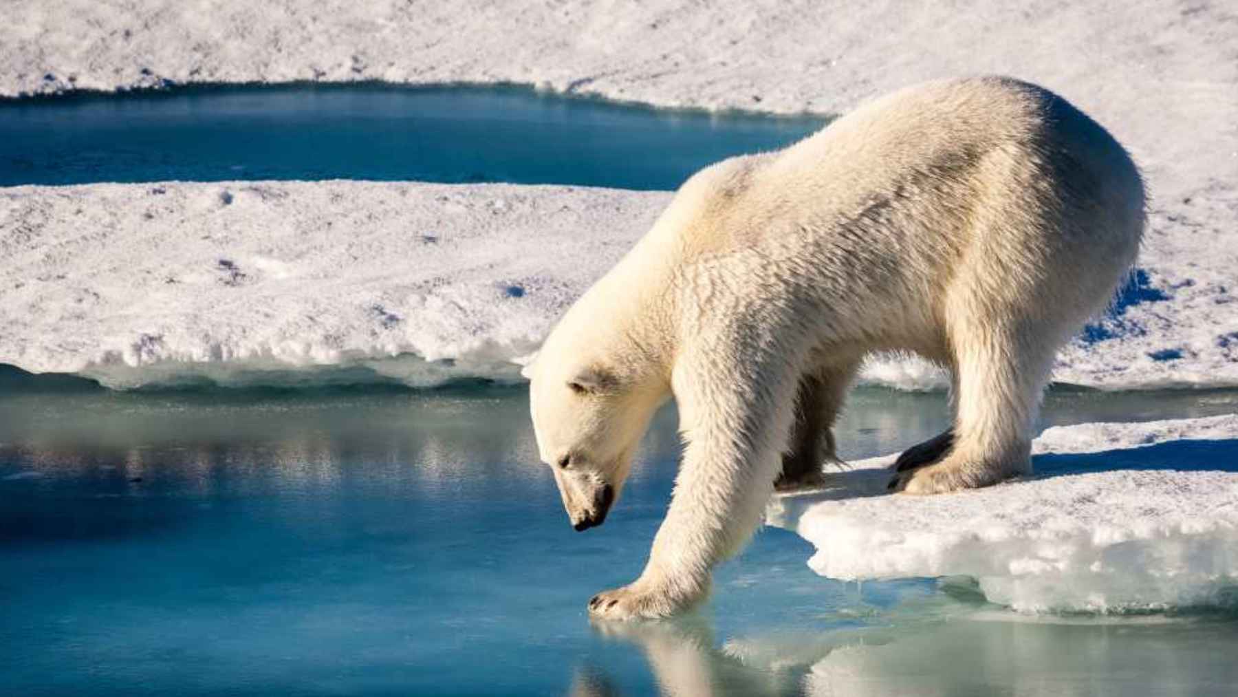 Polar bear standing on Arctic sea ice in Norway as scientists report some Svalbard bears are getting fatter despite ice loss.