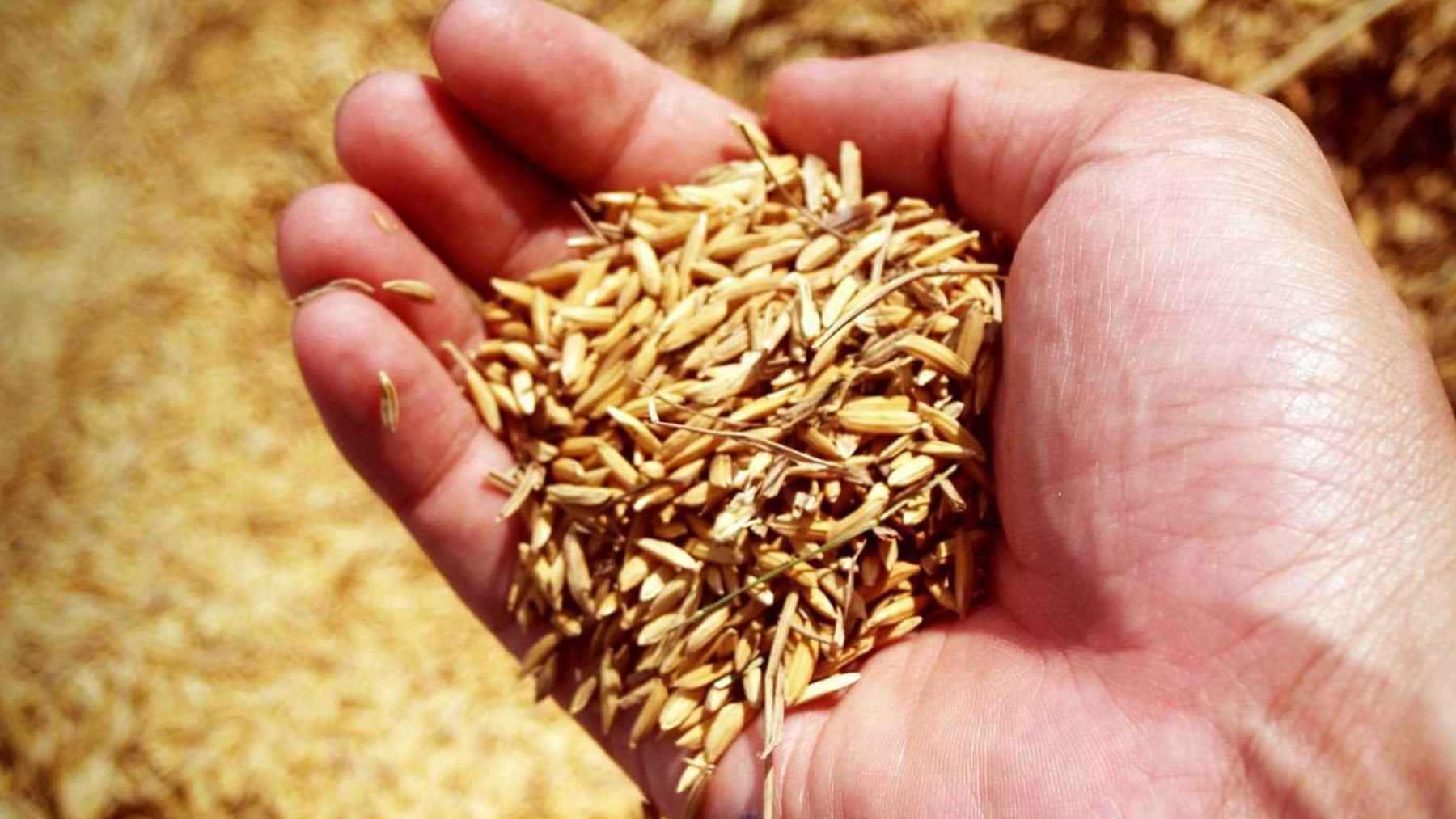 Hand holding rice husks after harvest