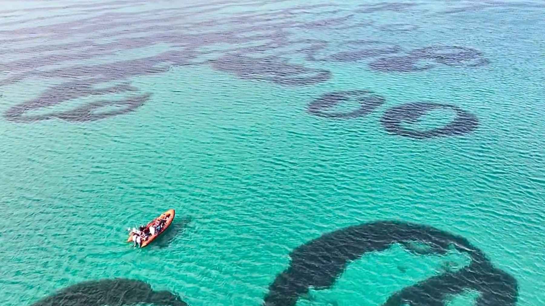 Aerial view of giant circular seagrass rings in shallow water off Scotland, the mysterious underwater “donuts” baffling scientists