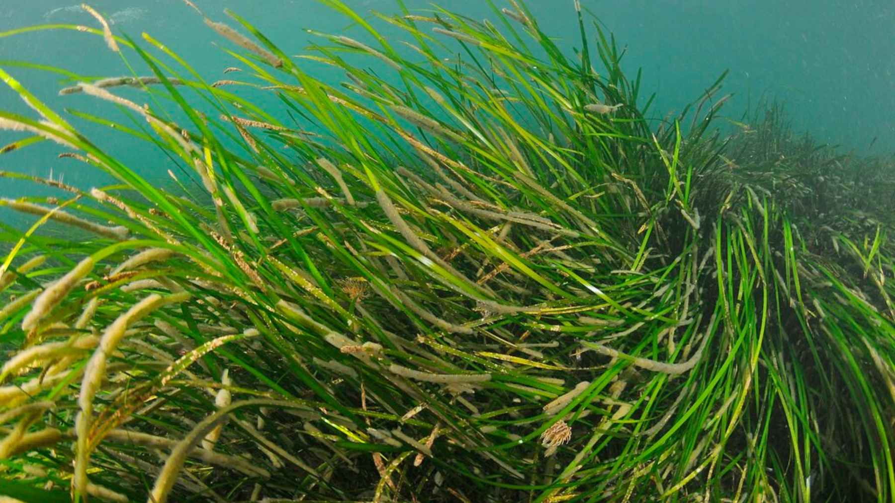 Underwater view of a seagrass meadow in the Sound of Barra, the marine habitat where Scotland’s mysterious seagrass fairy circles were recorded