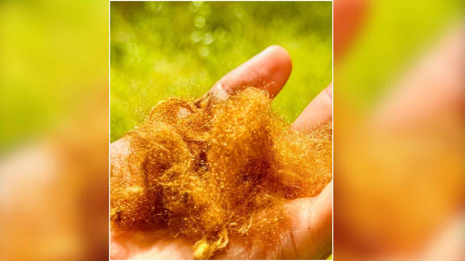 Golden sea silk fibers resting in a person’s hand, illustrating the rare marine material recreated by researchers in South Korea