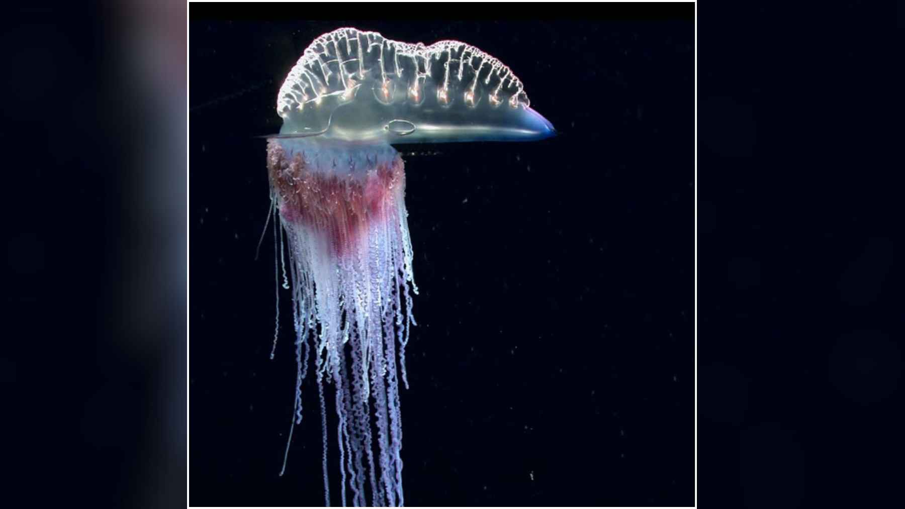 Glowing siphonophore with long trailing tentacles drifting in dark ocean water, illustrating a colonial predator related to jellyfish.