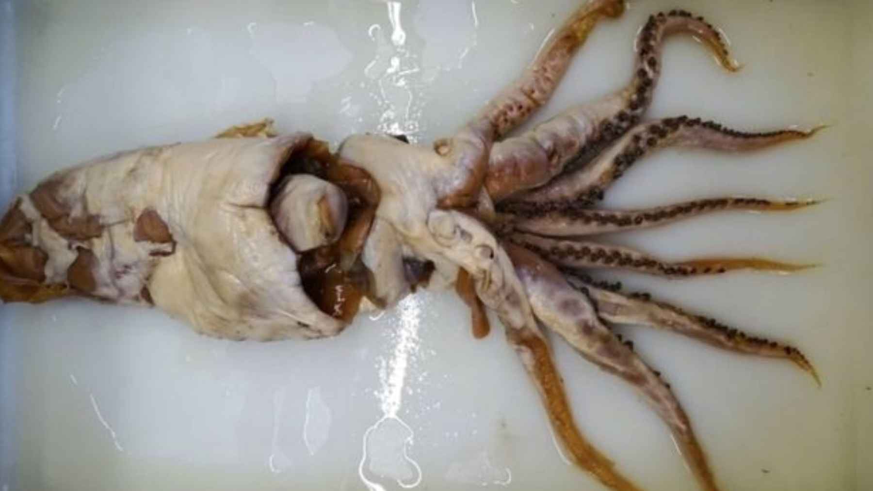 Preserved squid specimen identified as Mobydickia poseidonii, a new squid family discovered from a sperm whale stomach sample