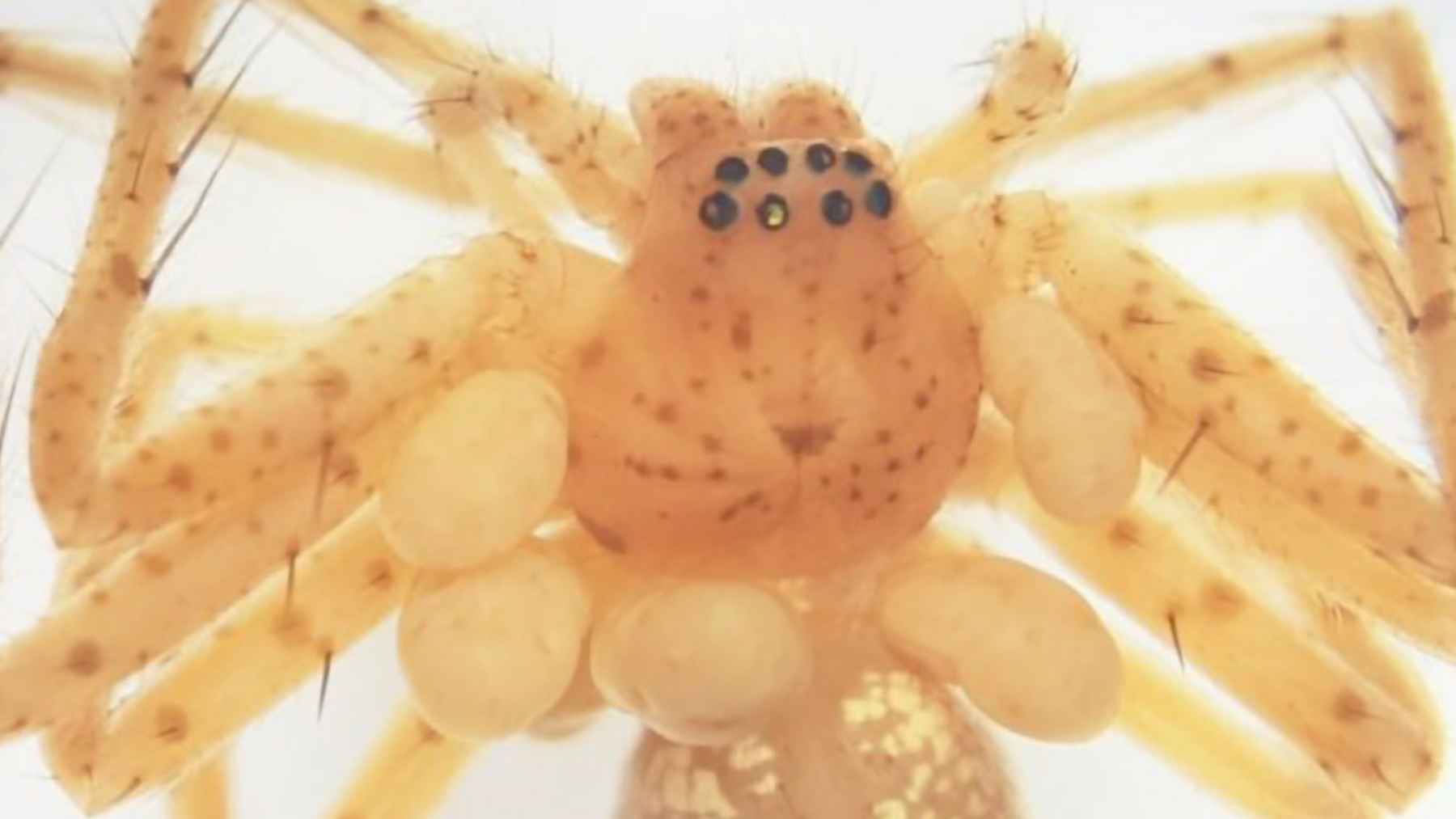 Close-up of a small spider with parasitic mite larvae attached around its body, forming a necklace-like cluster.