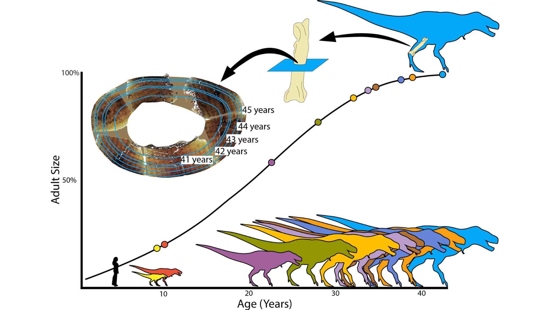 Tyrannosaurus rex growth curve chart with bone rings showing age progression up to 45 years