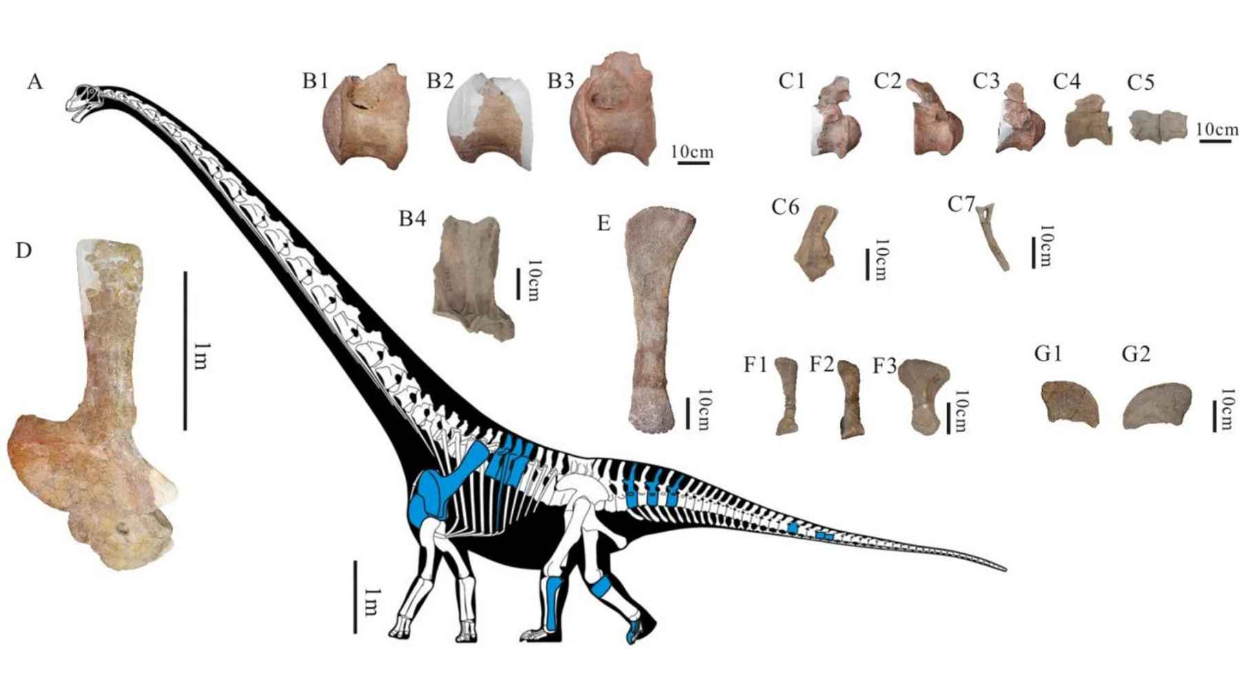 Scientific figure showing Tongnanlong zhimingi fossil bones and skeletal reconstruction, used to estimate the giant sauropod’s size after its discovery in China