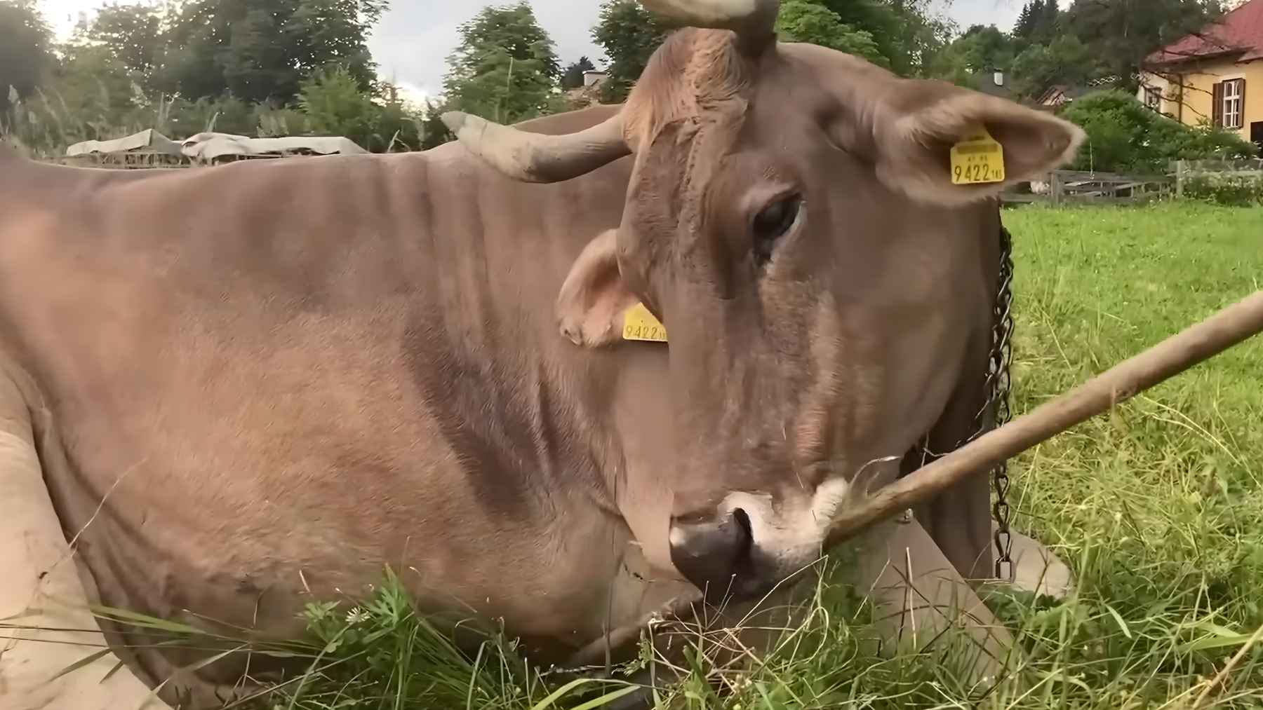 A cow scratches its back with a broom and proves that we have been wrong for more than 10,000 years 1 Veronika, a Swiss Brown cow in Austria, holding a wooden stick in her mouth to scratch her neck
