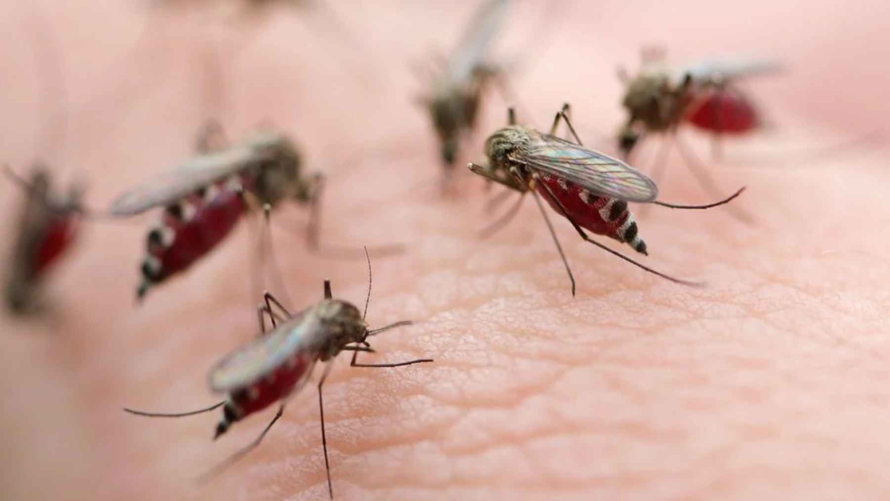 Close-up of mosquitoes feeding on human skin, illustrating why some people attract more bites than others