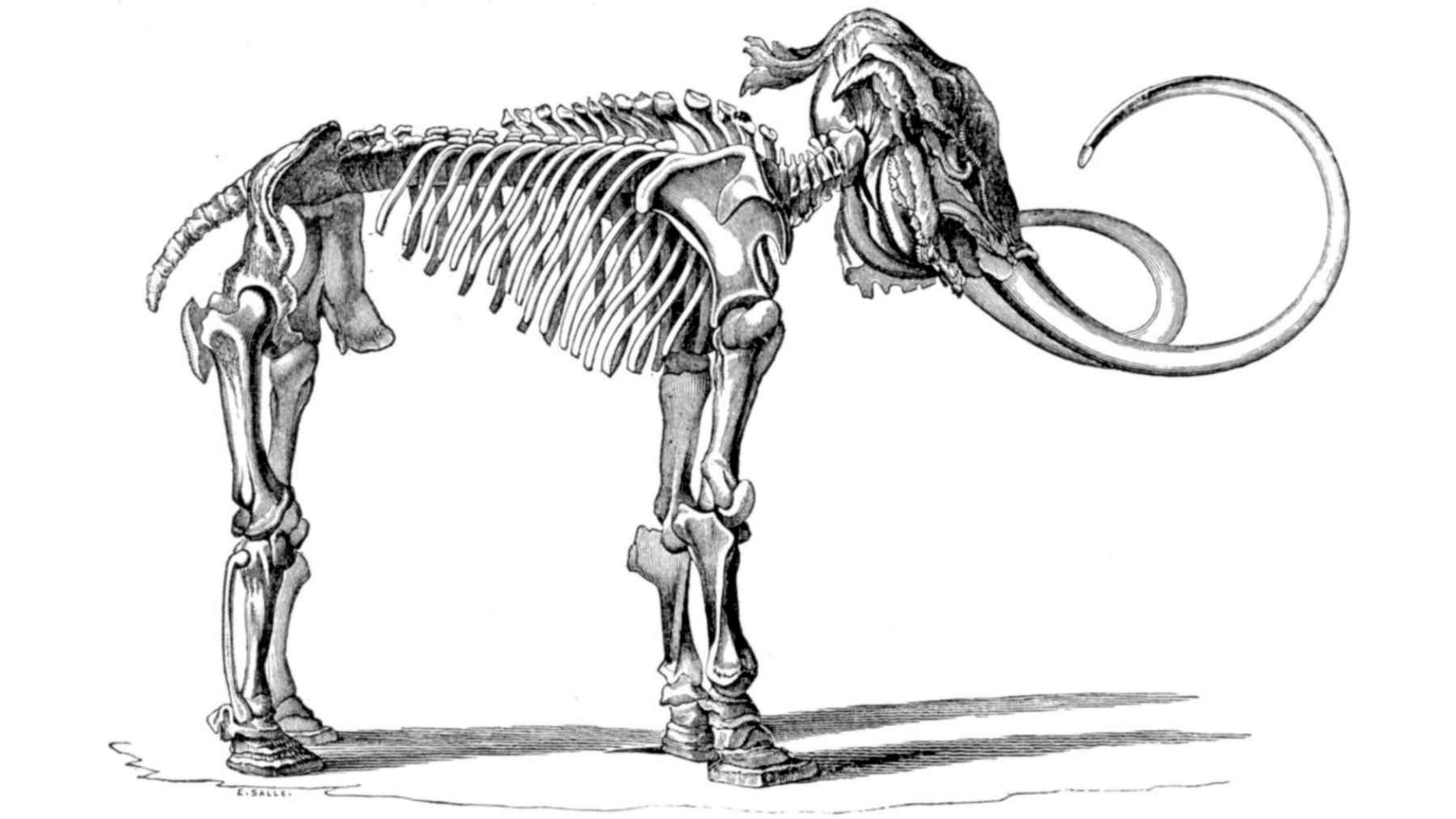 Scientific illustration of a woolly mammoth skeleton, an Ice Age megafauna species once common in Alaska.