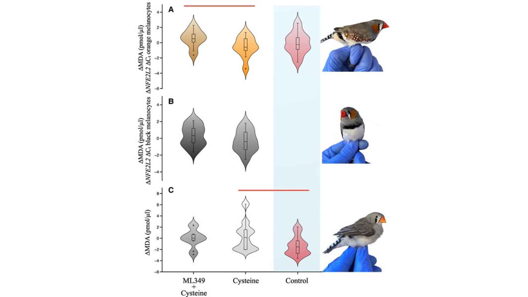 What they discovered in a bird could change what we know about redheads 1 Scientific chart showing oxidative damage levels in zebra finches treated with cysteine and ML349, alongside photos of male and female birds