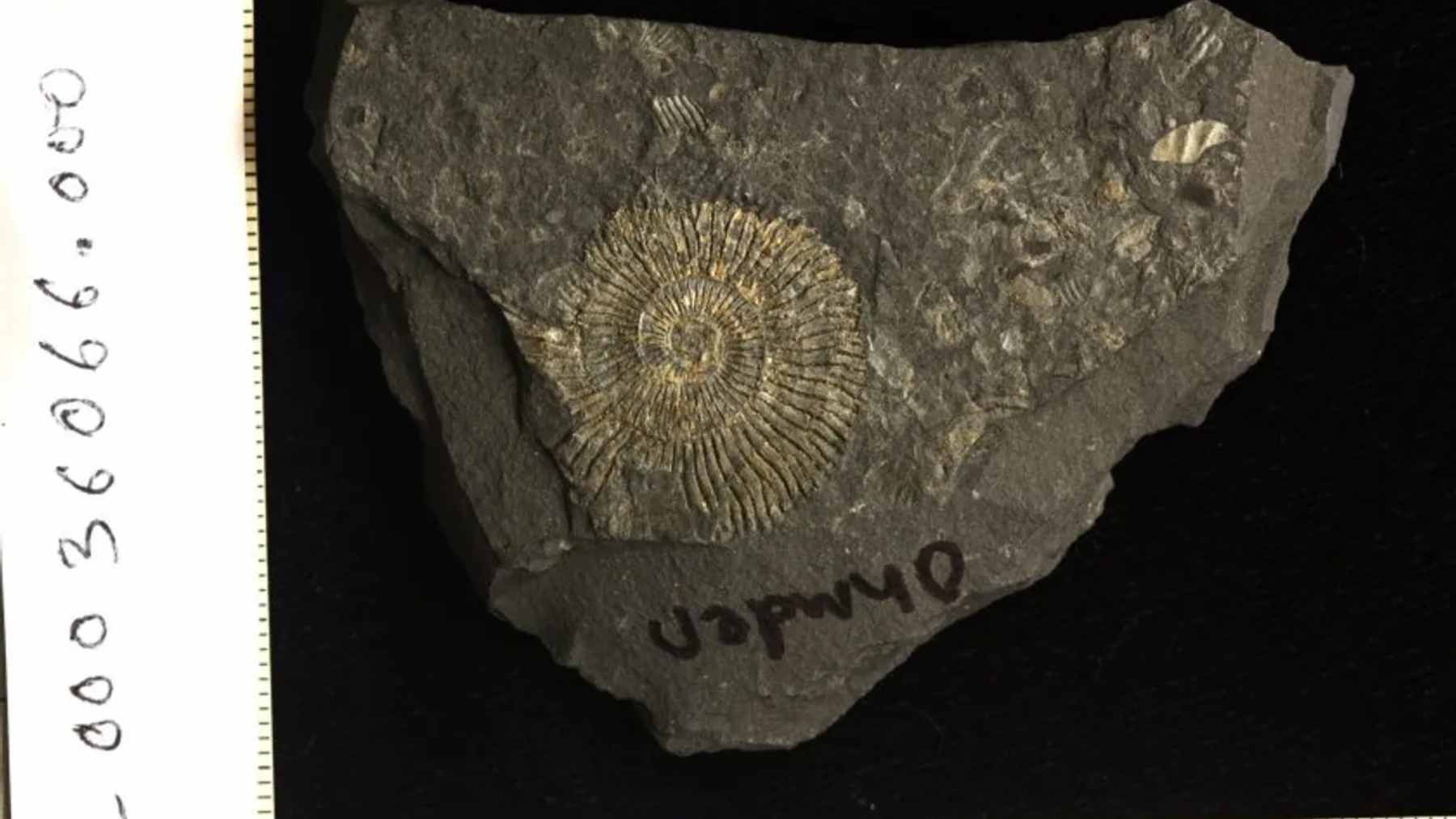 A close-up view of a 183-million-year-old ammonite fossil with a golden metallic sheen embedded in dark black shale.