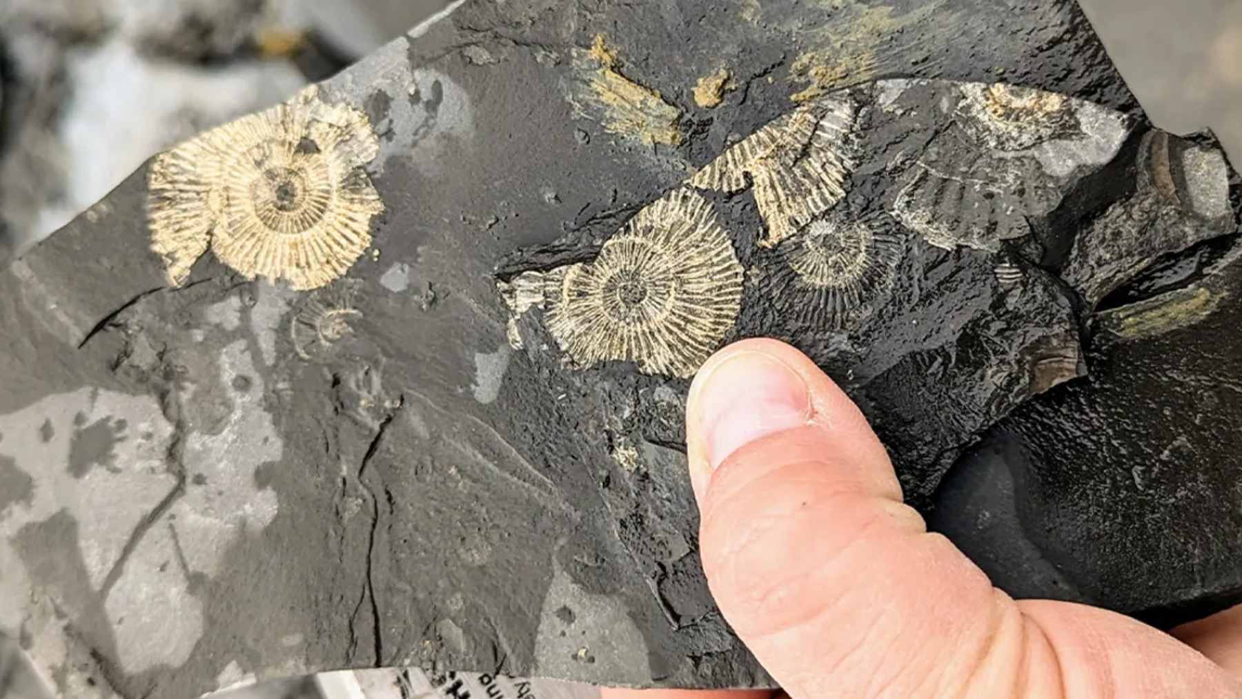 A close-up view of a 183-million-year-old ammonite fossil with a golden metallic sheen embedded in dark black shale.