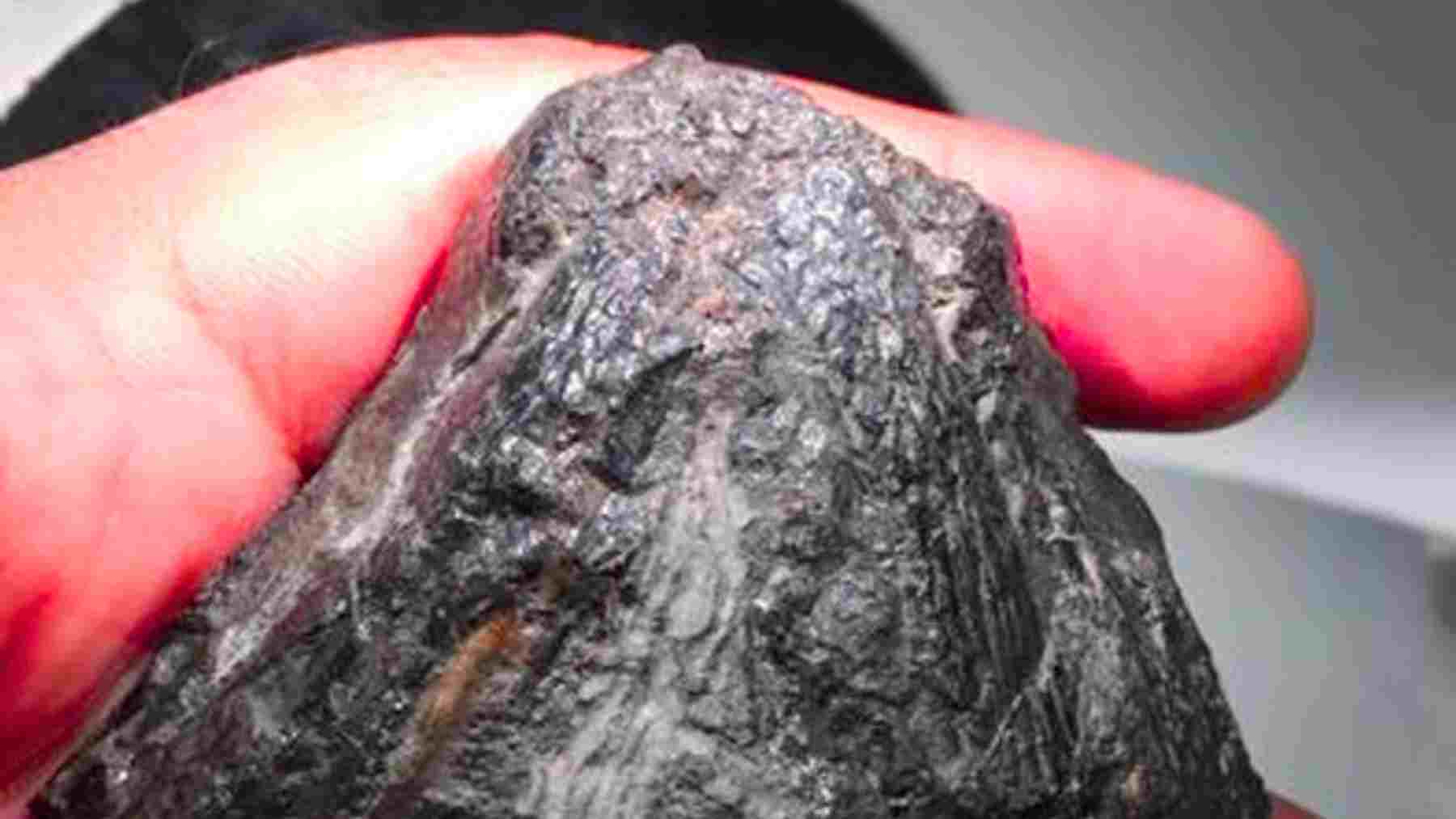 307-million-year-old fossil skull of Tyrannoroter heberti, an early plant-eating land animal about the size of a soccer ball