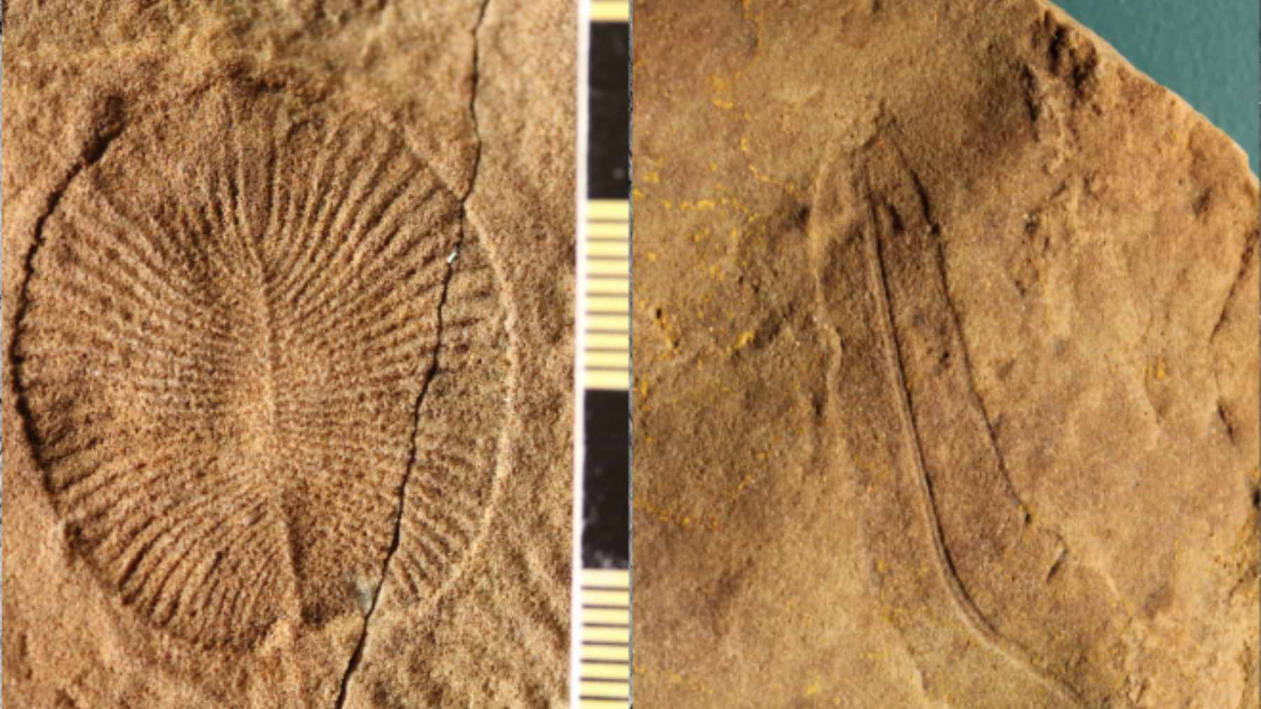 A fossilized impression of a frond-like Charnia organism found at the Inner Meadow site in Newfoundland.