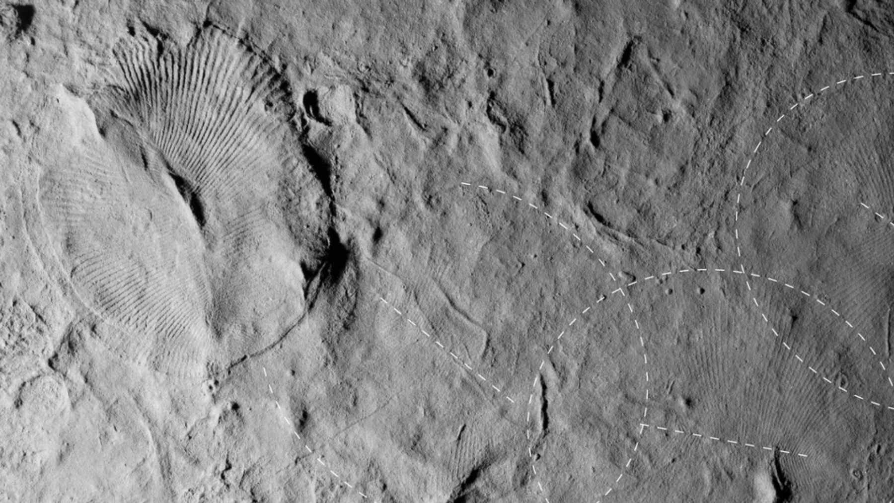 A fossilized impression of a frond-like Charnia organism found at the Inner Meadow site in Newfoundland.