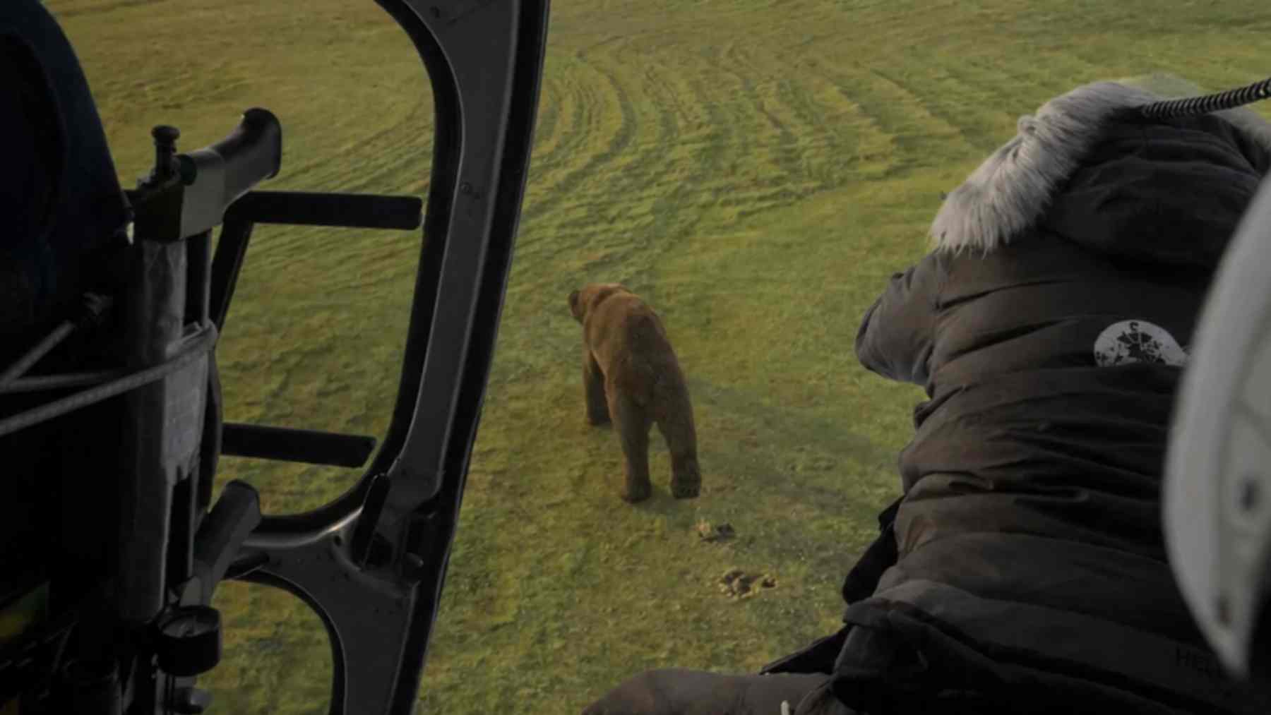 Alaska wants to resume helicopter bear “trapping” across an area of nearly 40,000 square miles to save the caribou, but the courts could block the plan before May