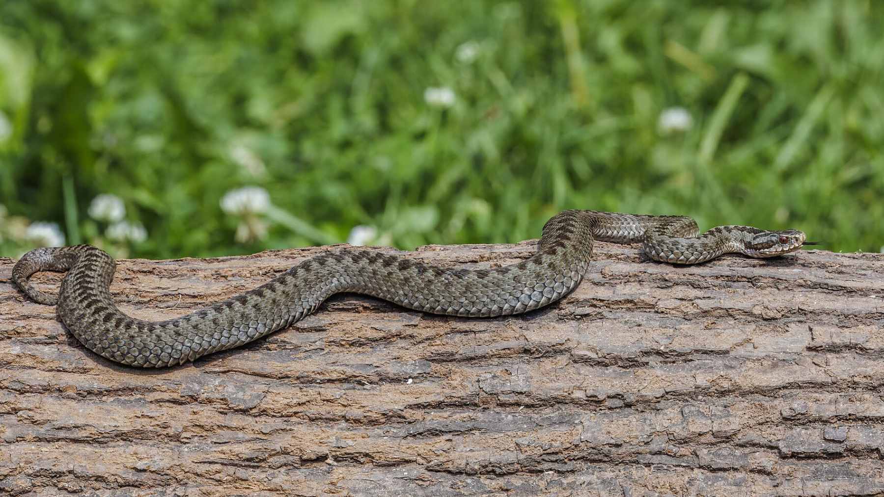 For centuries, Alpine shelves hid a recipe that began with a live female viper dying inside a bottle of wine, and the old tradition is stranger than folklore