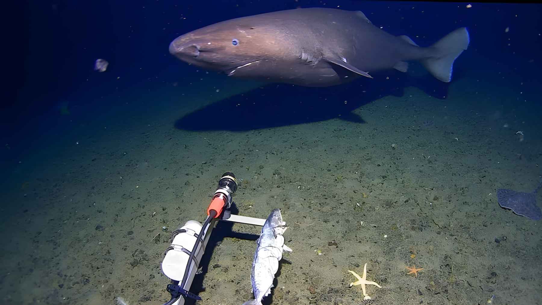 Still image of a sleeper shark swimming in deep Antarctic waters near the South Shetland Islands, captured by a baited seafloor camera.