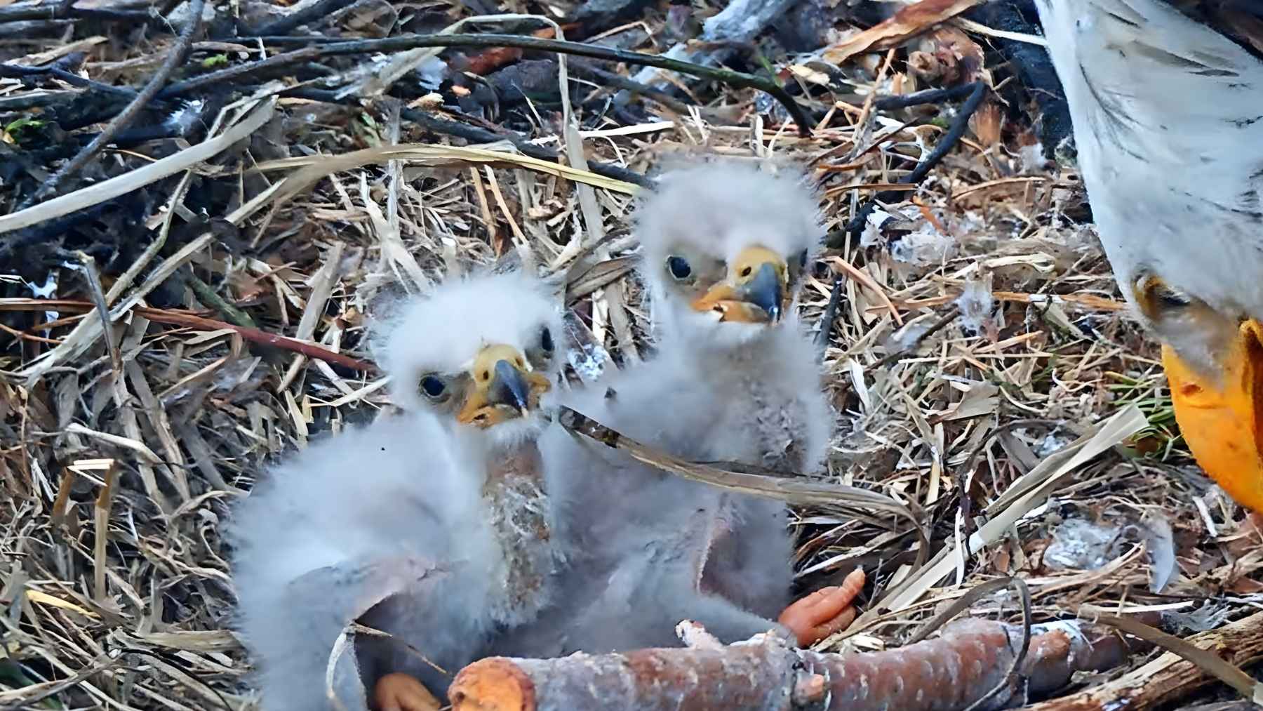 Bald eagle chicks emerge in Big Bear nest as parents guard and feed them, capturing a critical moment in the nesting season