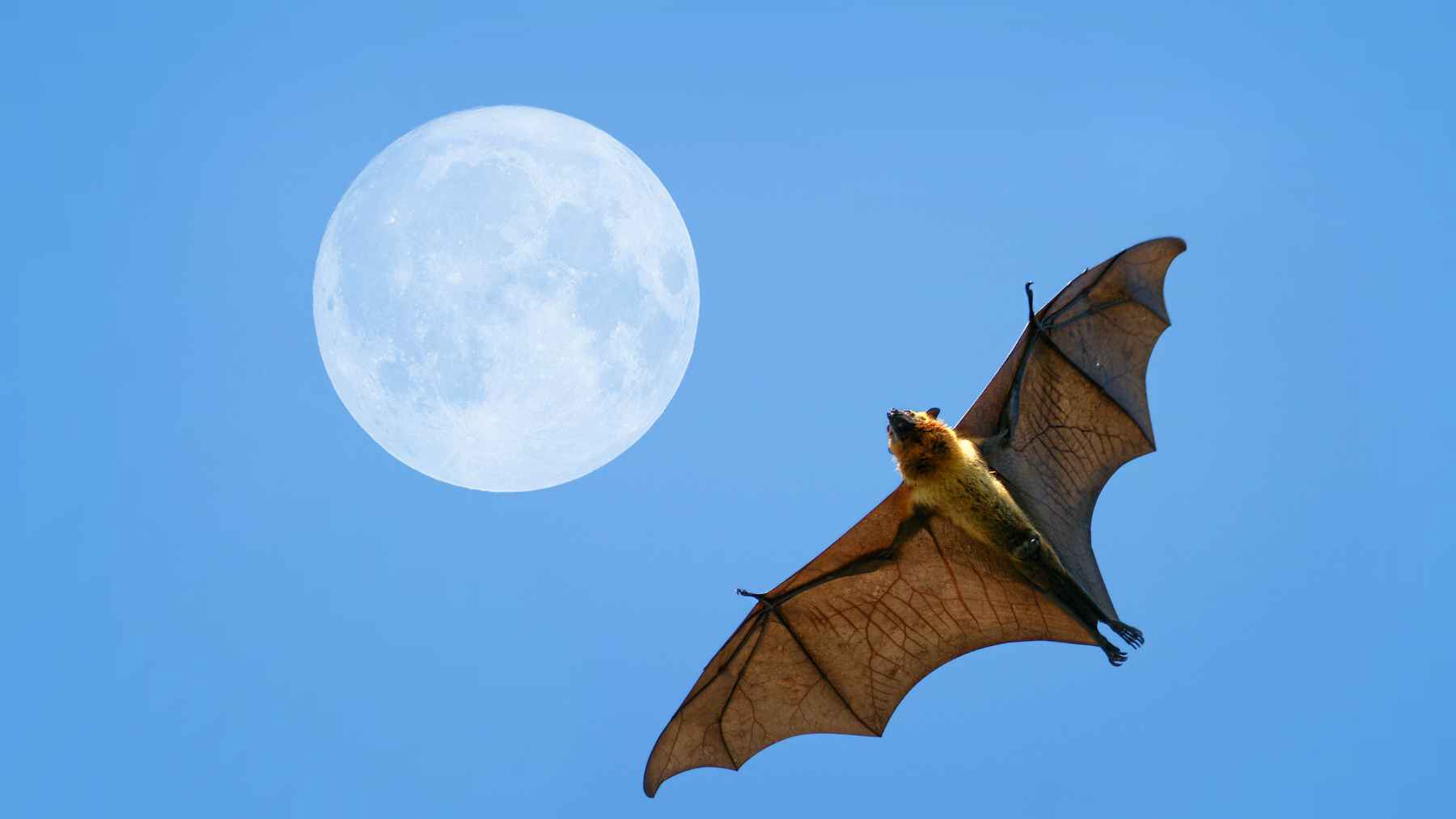 Bat flying across a blue sky with the moon, illustrating research on bat lineages linked to outbreak-related viruses