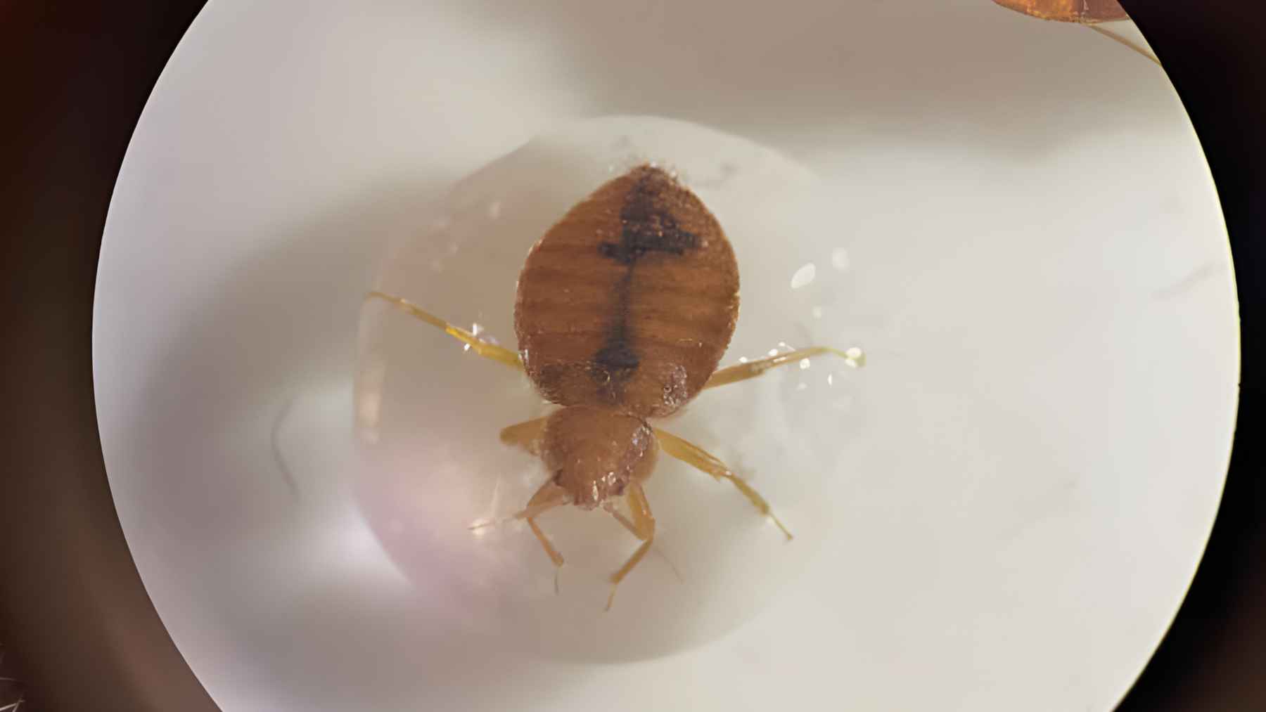 Bed bug trapped on water surface under magnification during laboratory experiment