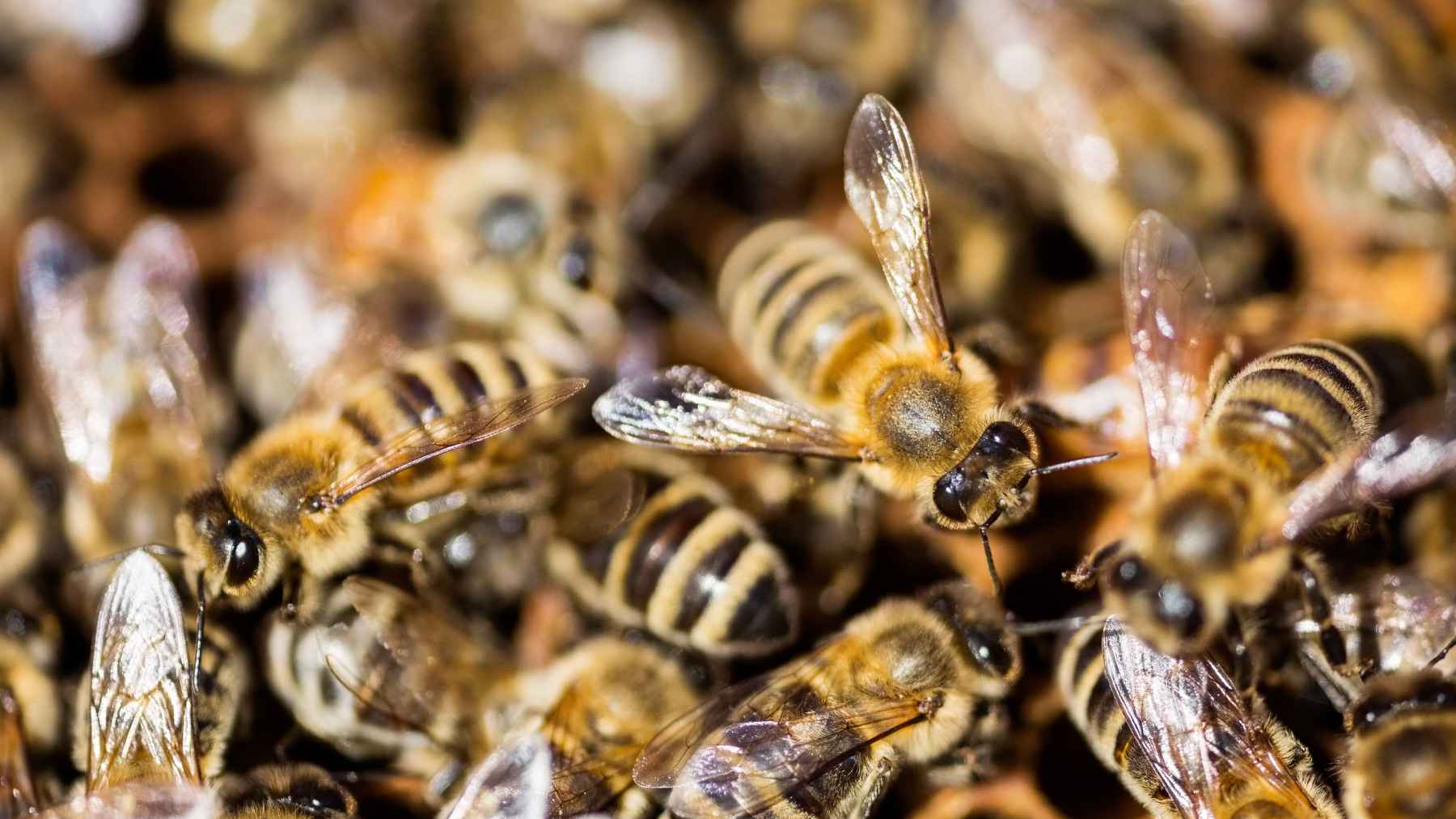 Close-up of honey bees illustrating research on how bee gut DNA can reveal urban ecosystem health and biodiversity