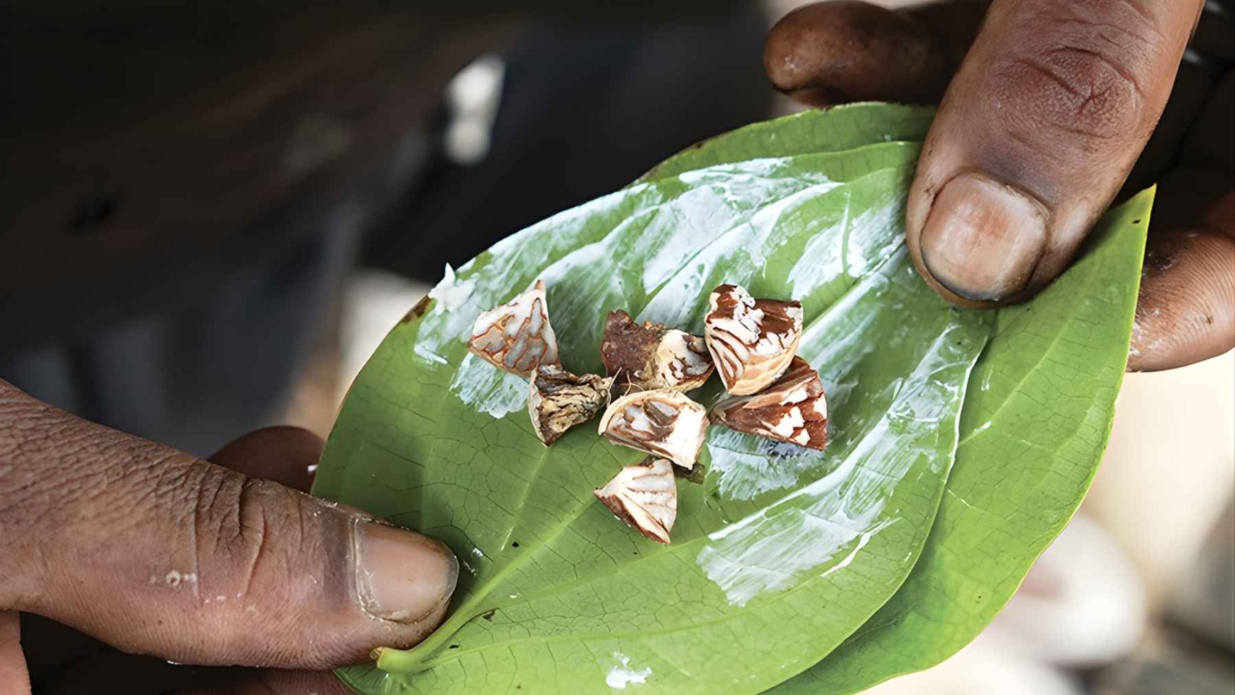 Betel leaf with white lime paste and chopped areca nut held in hands, linked to ancient betel chewing in Asia